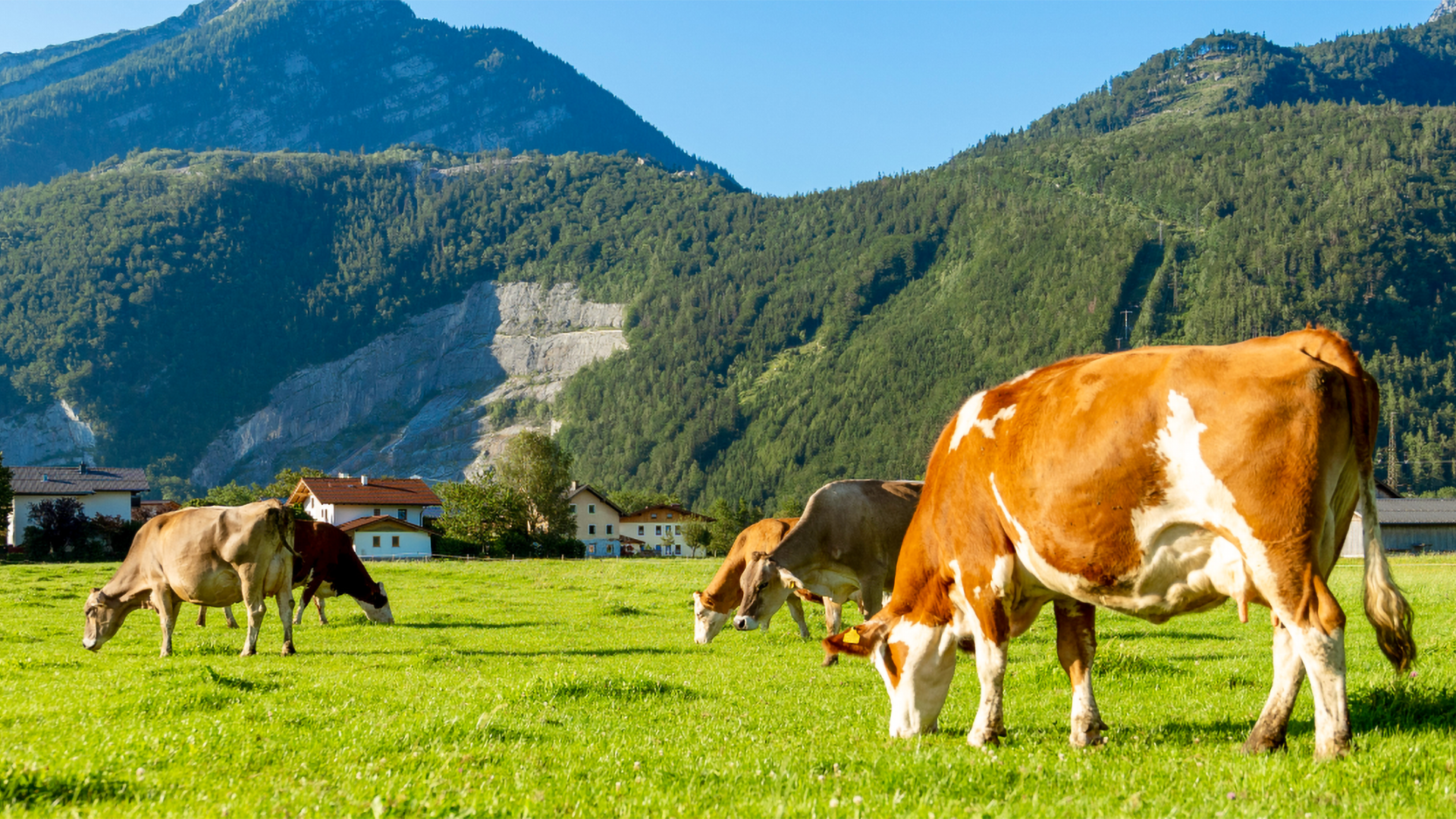 Kühe auf der Weide bei Familie Bernhofer.