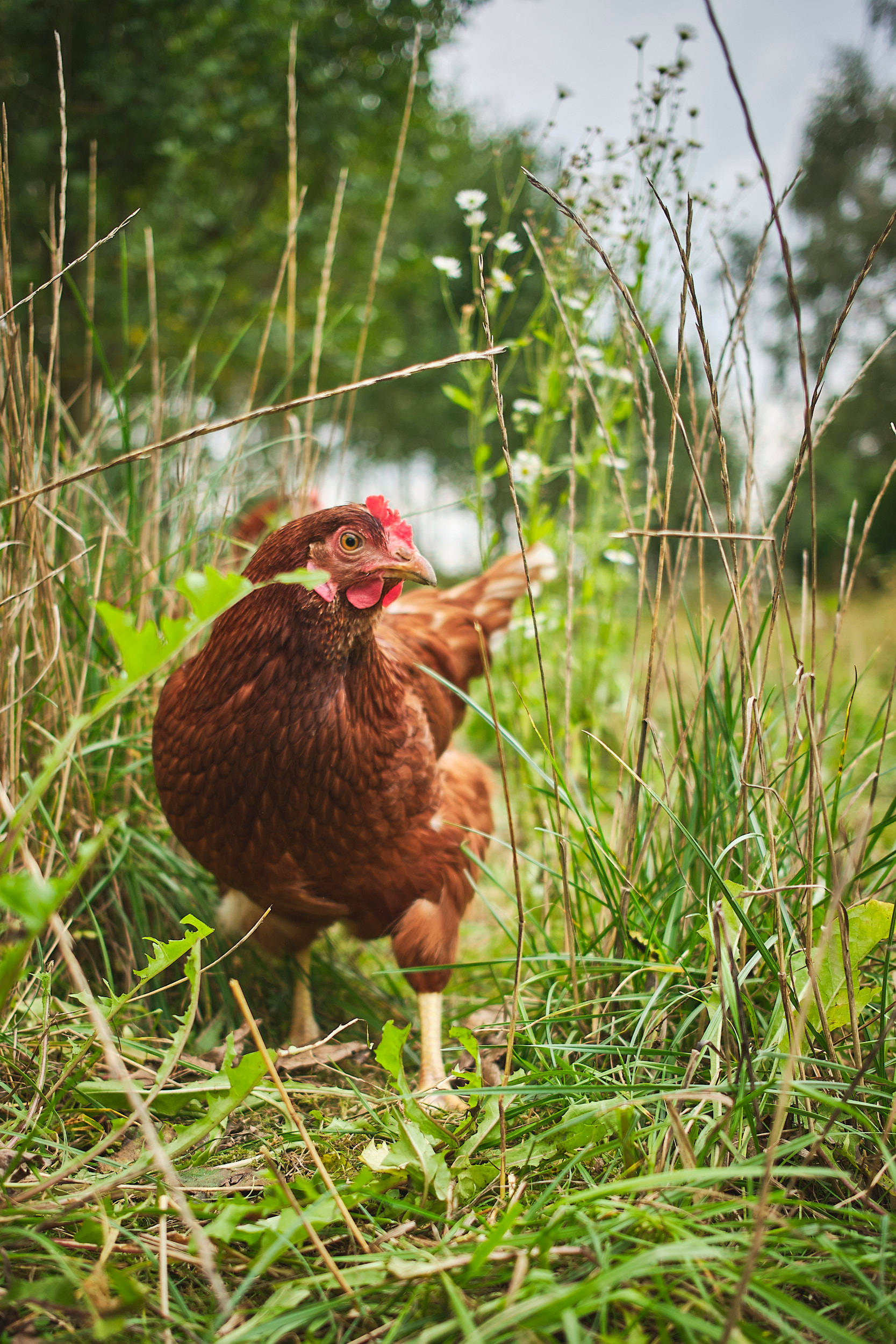 Nahaufnahme eines freilaufenden Huhns im dichten Gras.