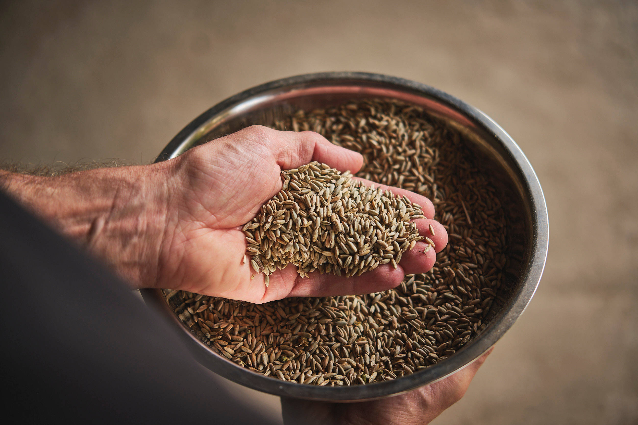 Eine Hand voll Getreide über einem Eimer.