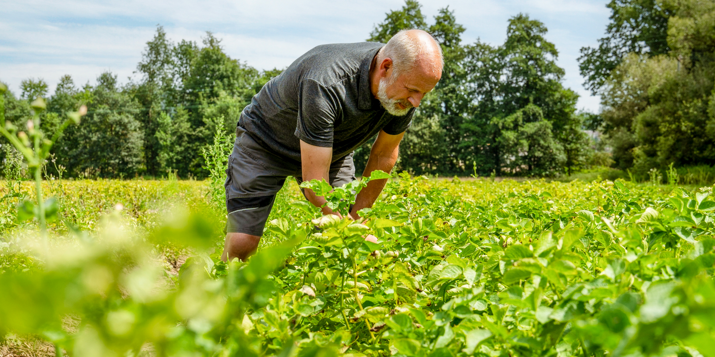 Landwirt Reinhard Brunner beugt sich über ein üppiges Feld und überprüft die Pflanzen, umgeben von grüner Natur und Bäum