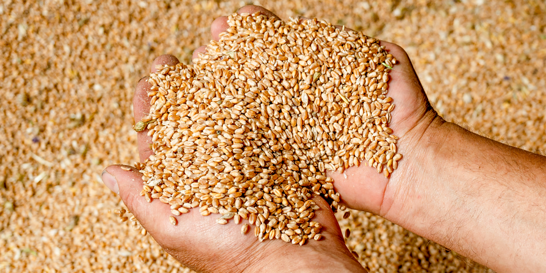 Zwei Hände voll Getreide in der Kornkammer.