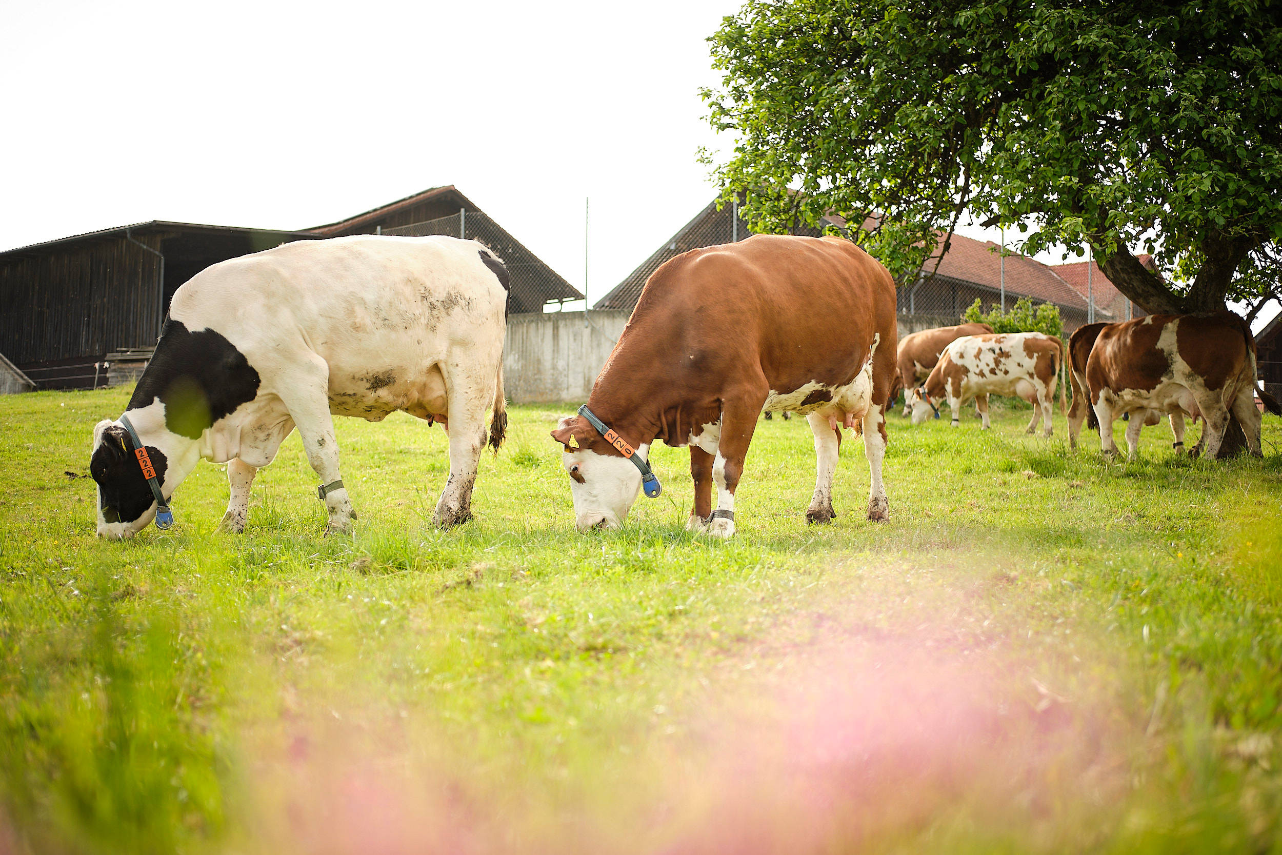Kühe fressen Gras auf der Weidefläche.