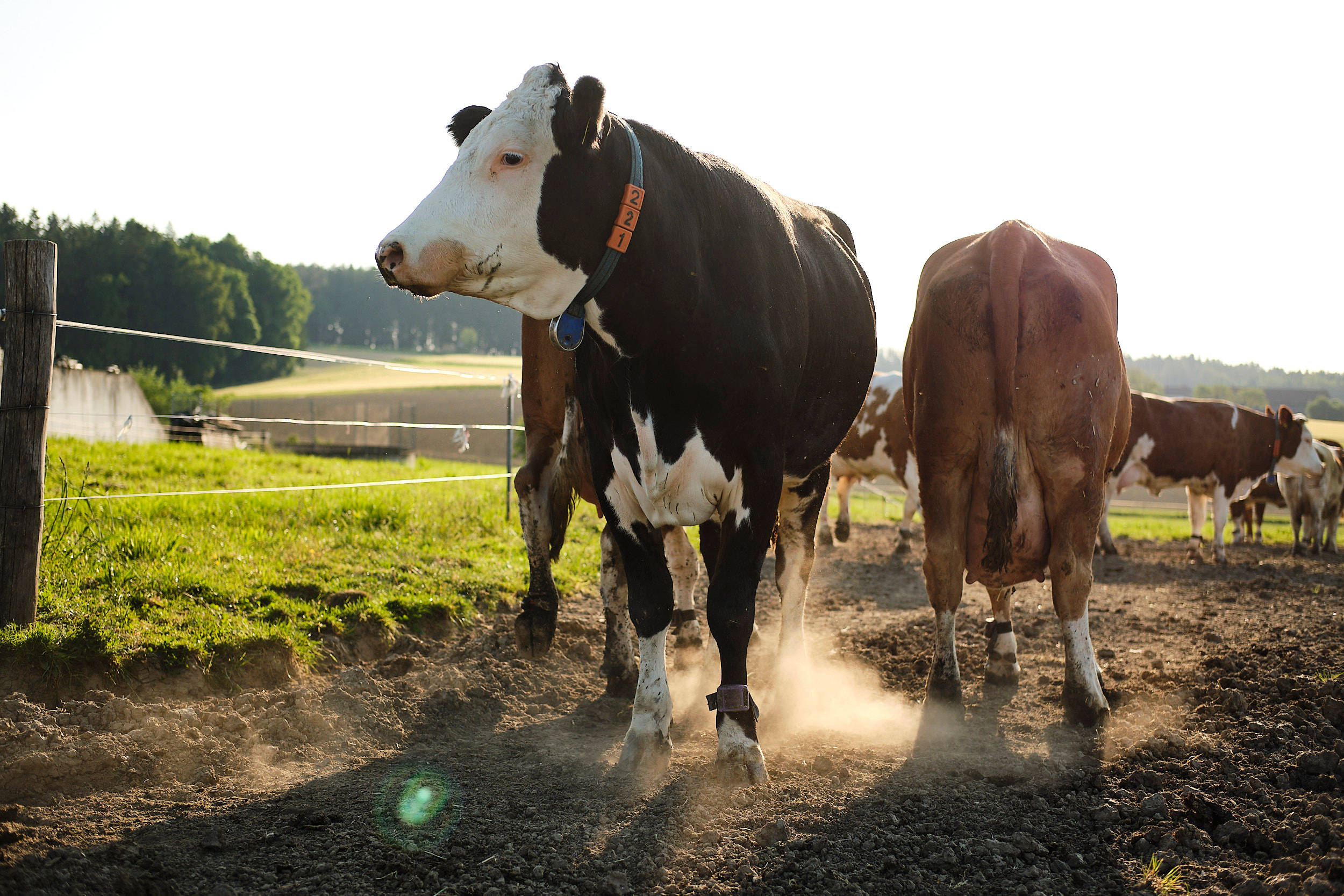 Zwei Kühe auf dem Feld.