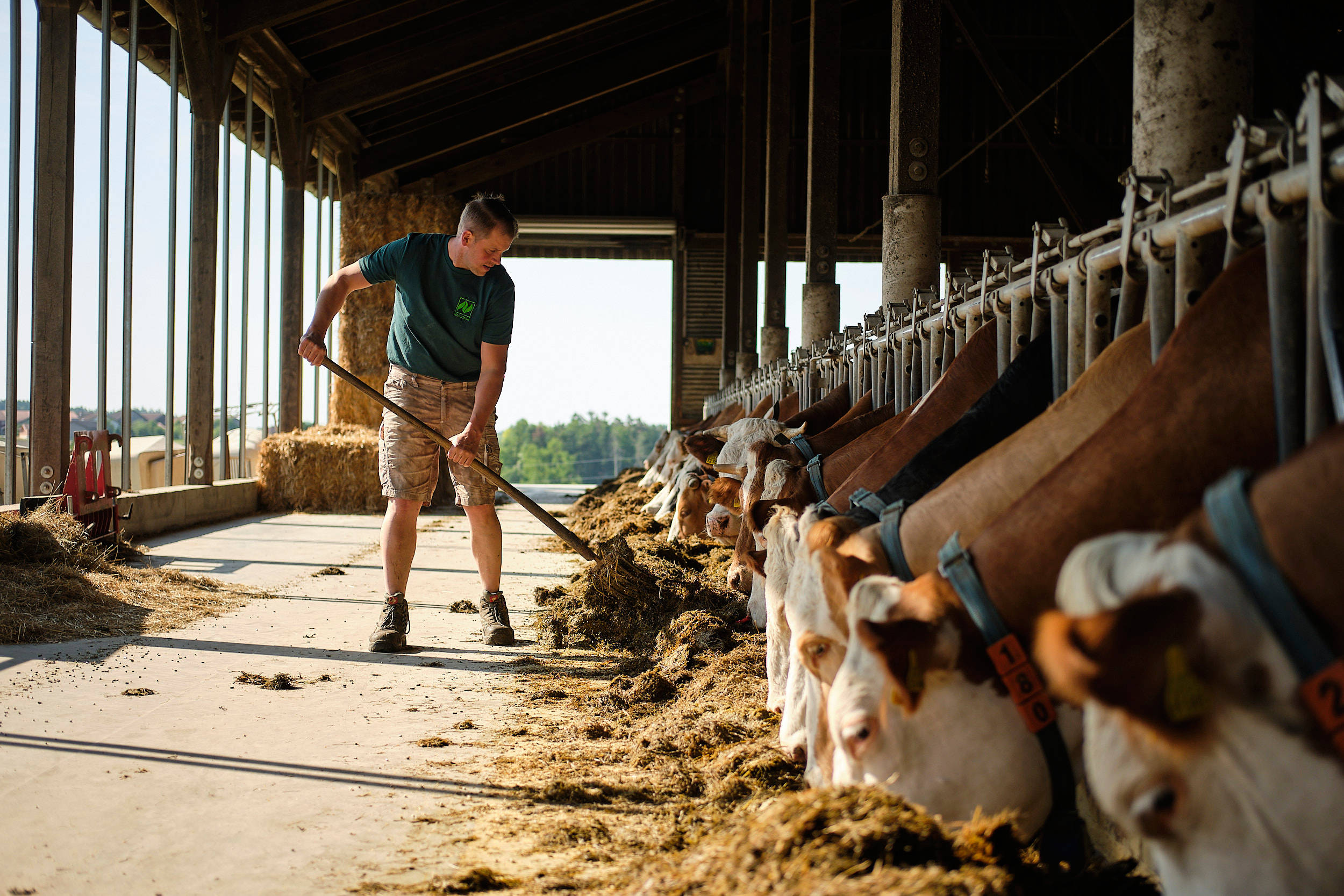 Herr Edmaier füttert die Kühe im Stall.