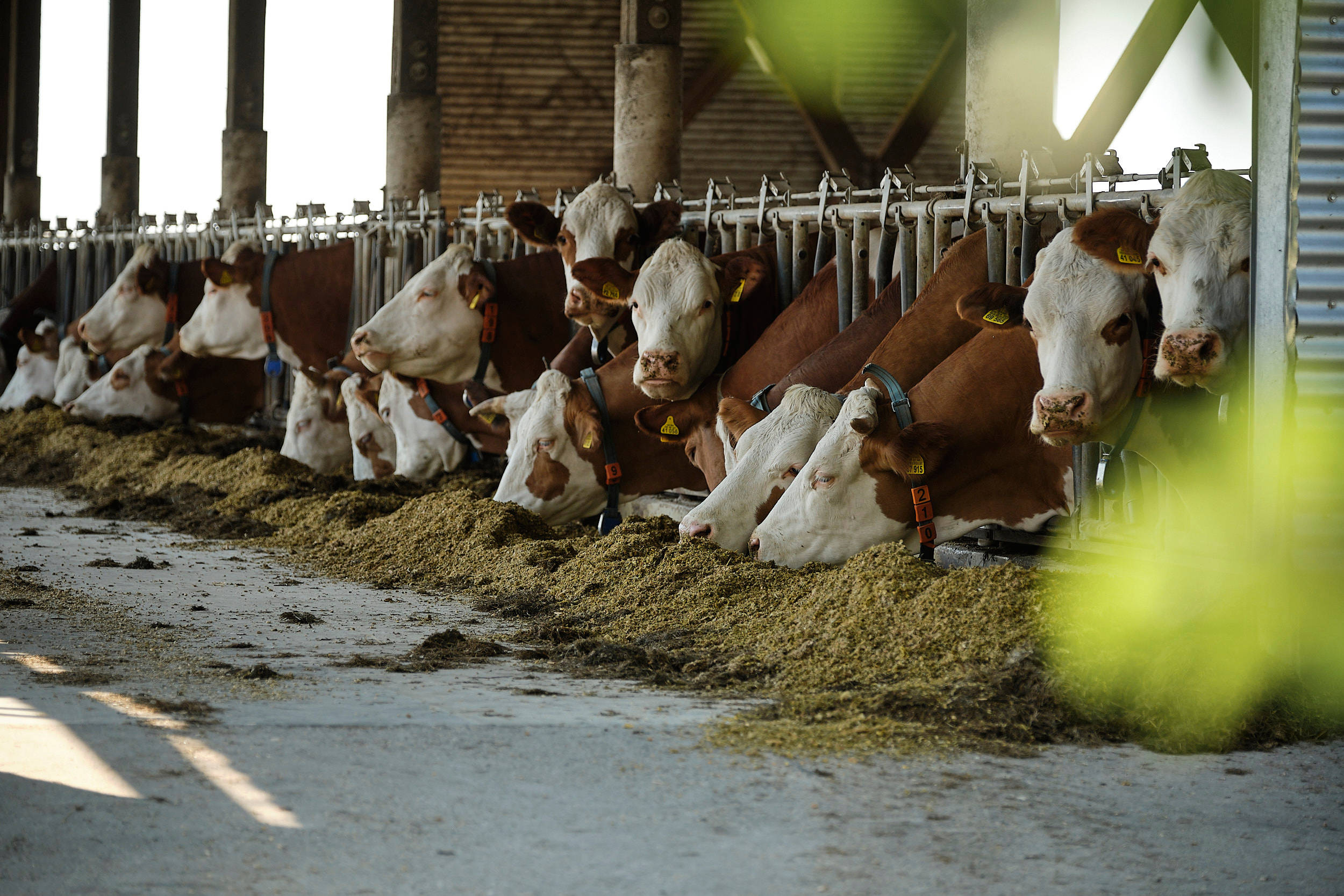 Kuhherde frisst im Stall.