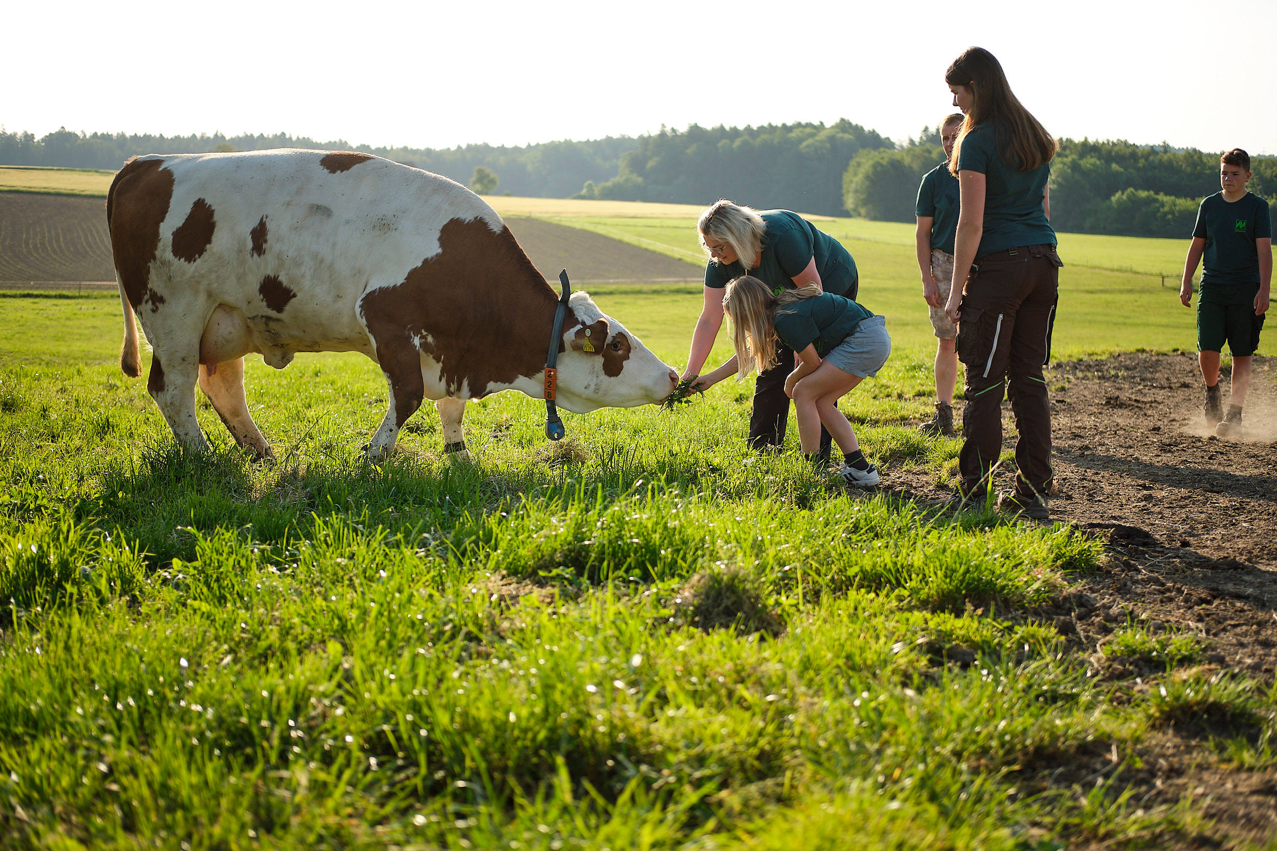 Familie Edmaier füttert Kühe auf der Weide.