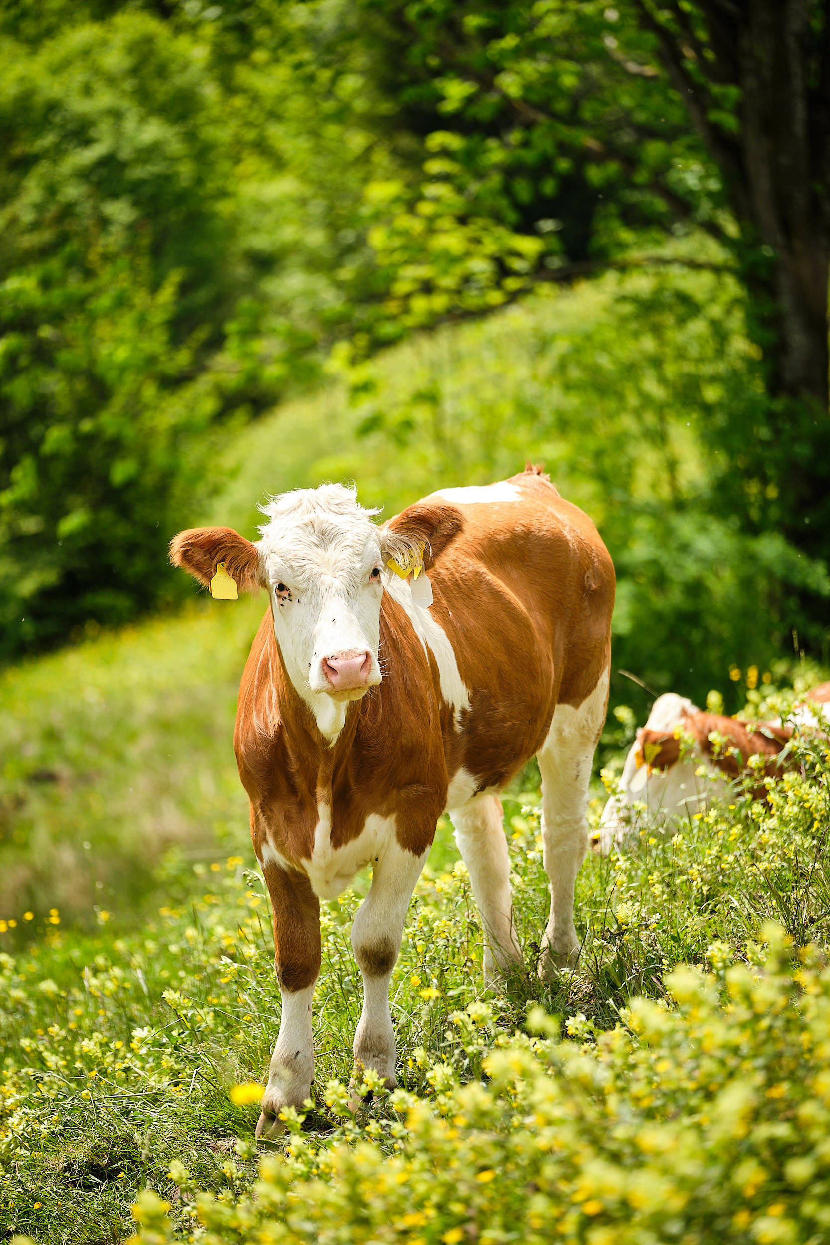 Nahaufnahme einer Kuh auf der Wiese.