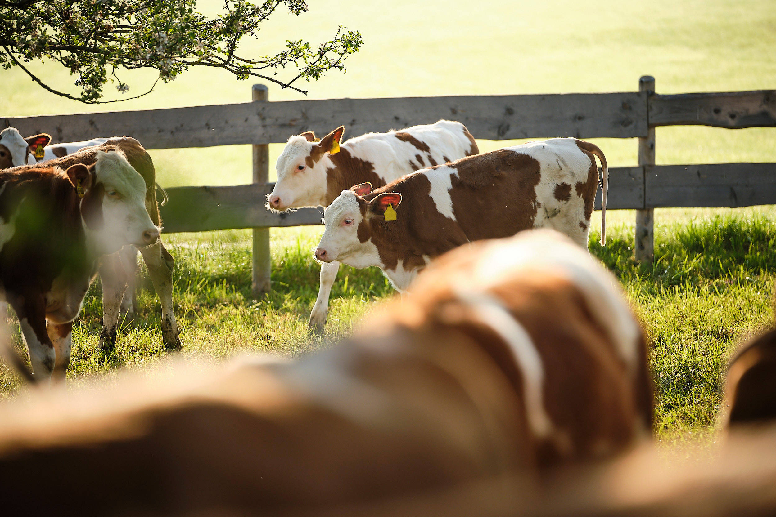 Kälber im Freilauf-Gehege.