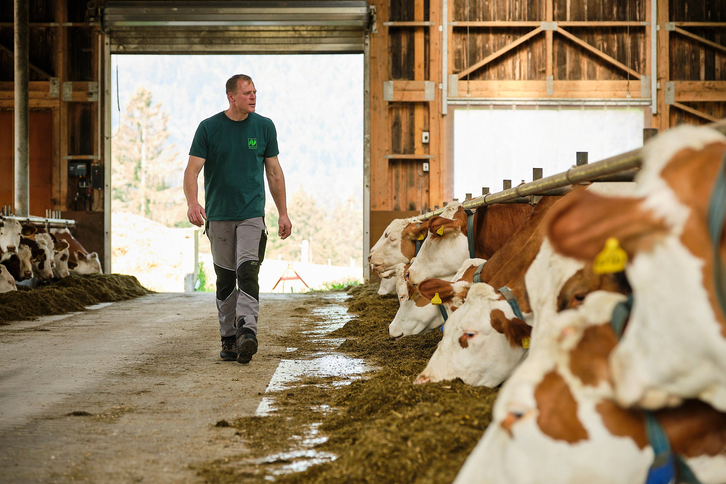 Hans Fichtner läuft durch den Stall in dem seine Kühe fressen.