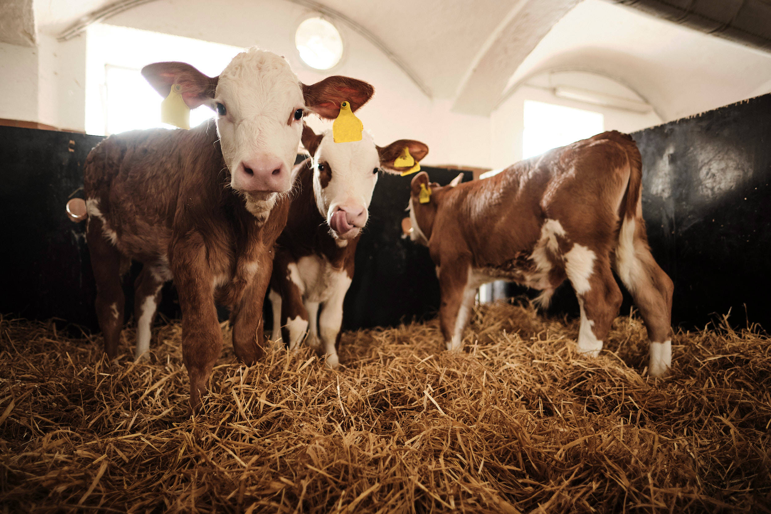 Drei Kälber im Stall