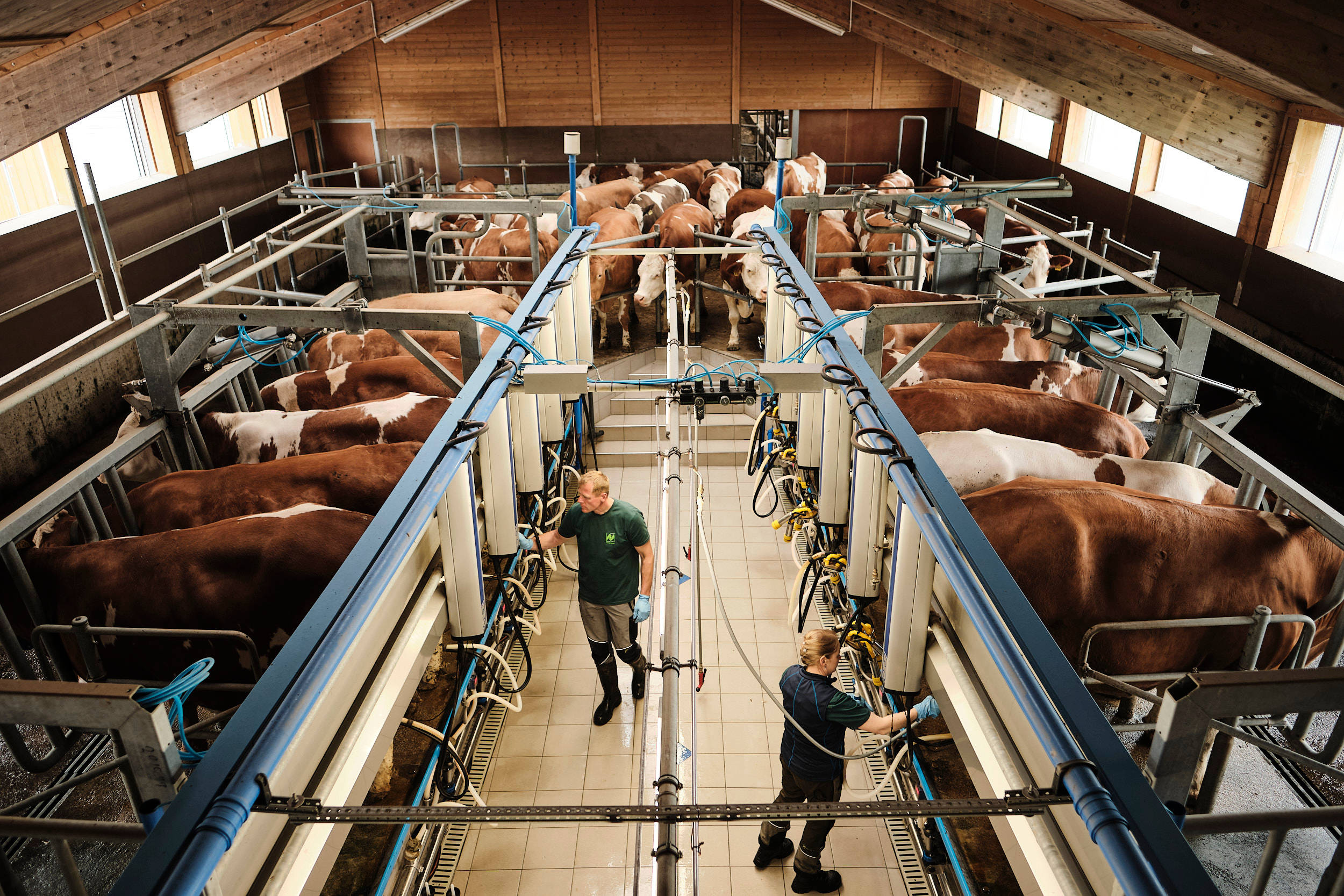 Landwirte melken Milchkühe mit Melkanlagen.