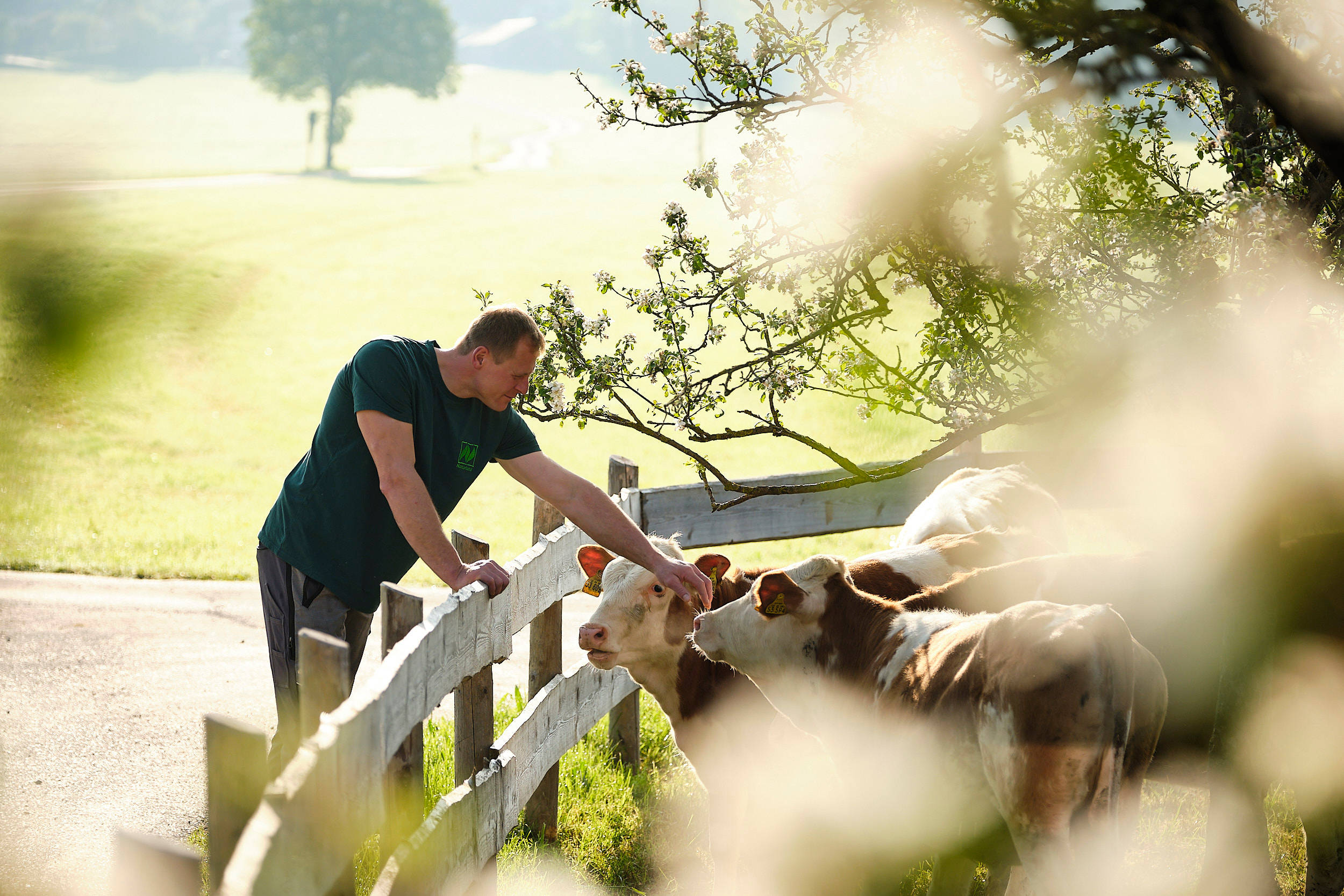 Hans Fichtner streichelt eine Kuh auf dem Feld.