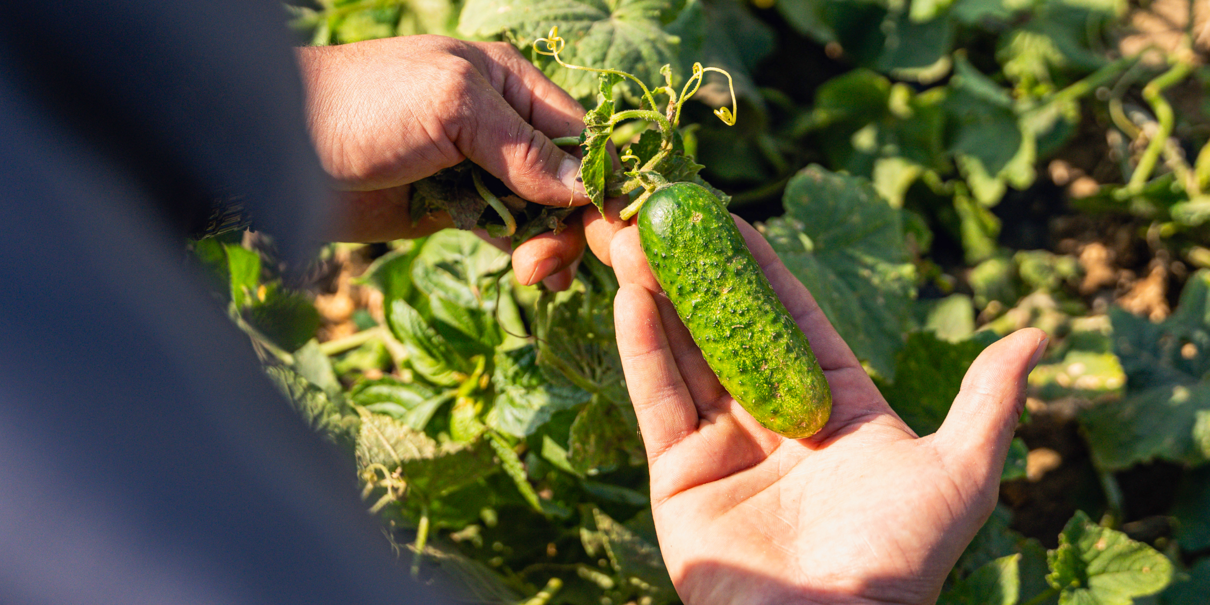 Bauer inspiziert Gurke auf dem Feld.