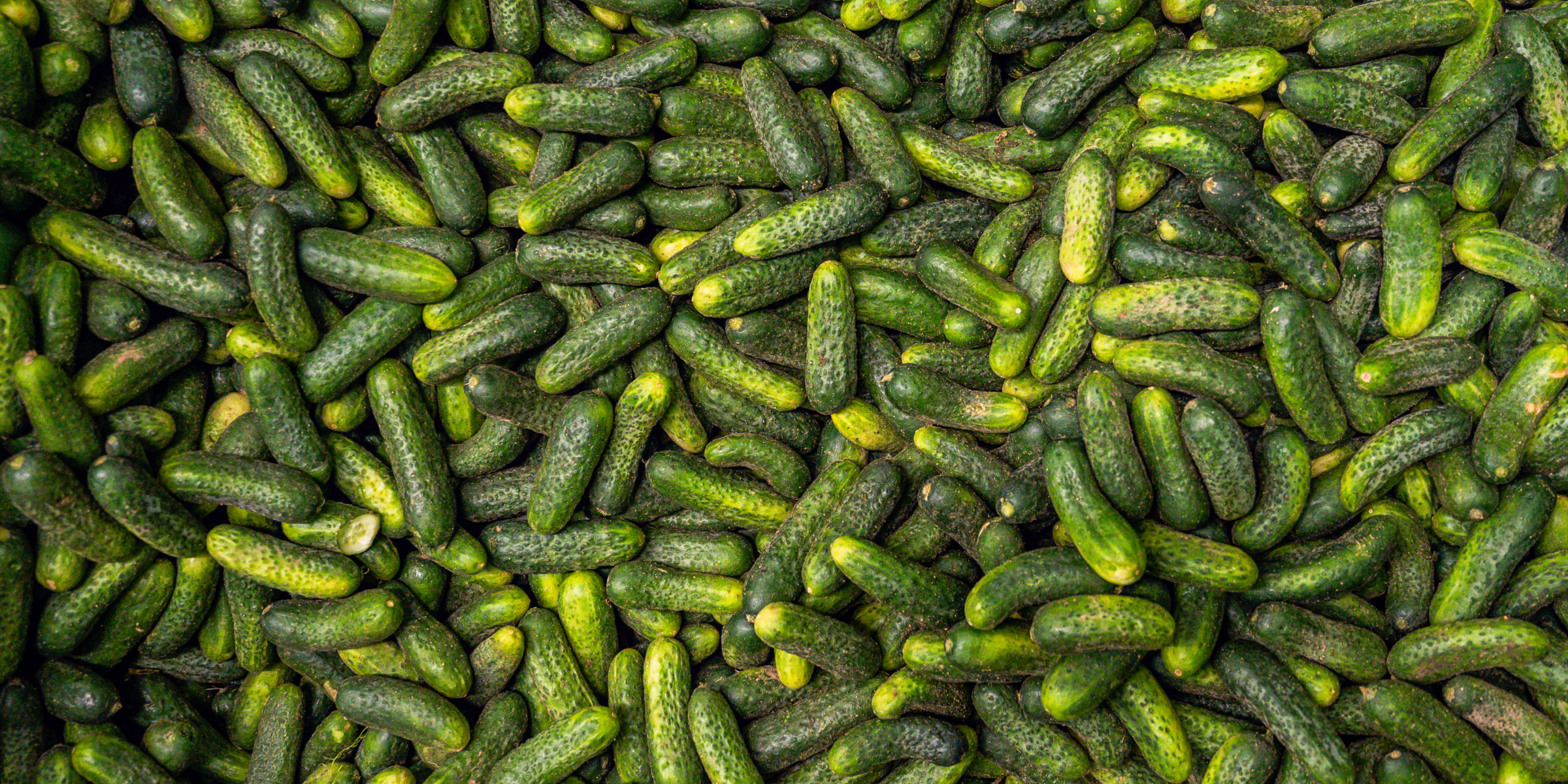 Geerntete Biogurken liegen übereinander.