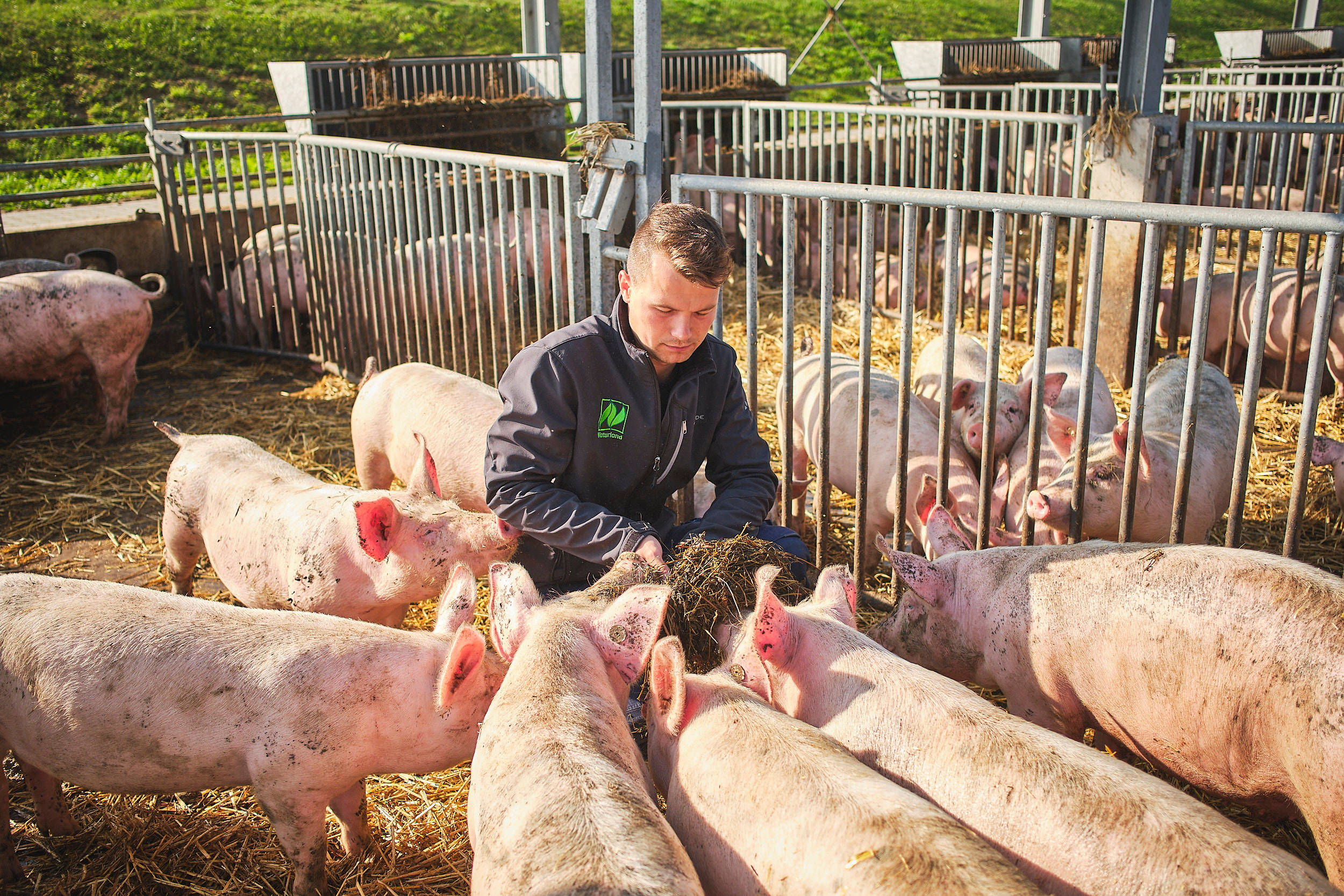 Der Landwirt füttert seine Schweine.