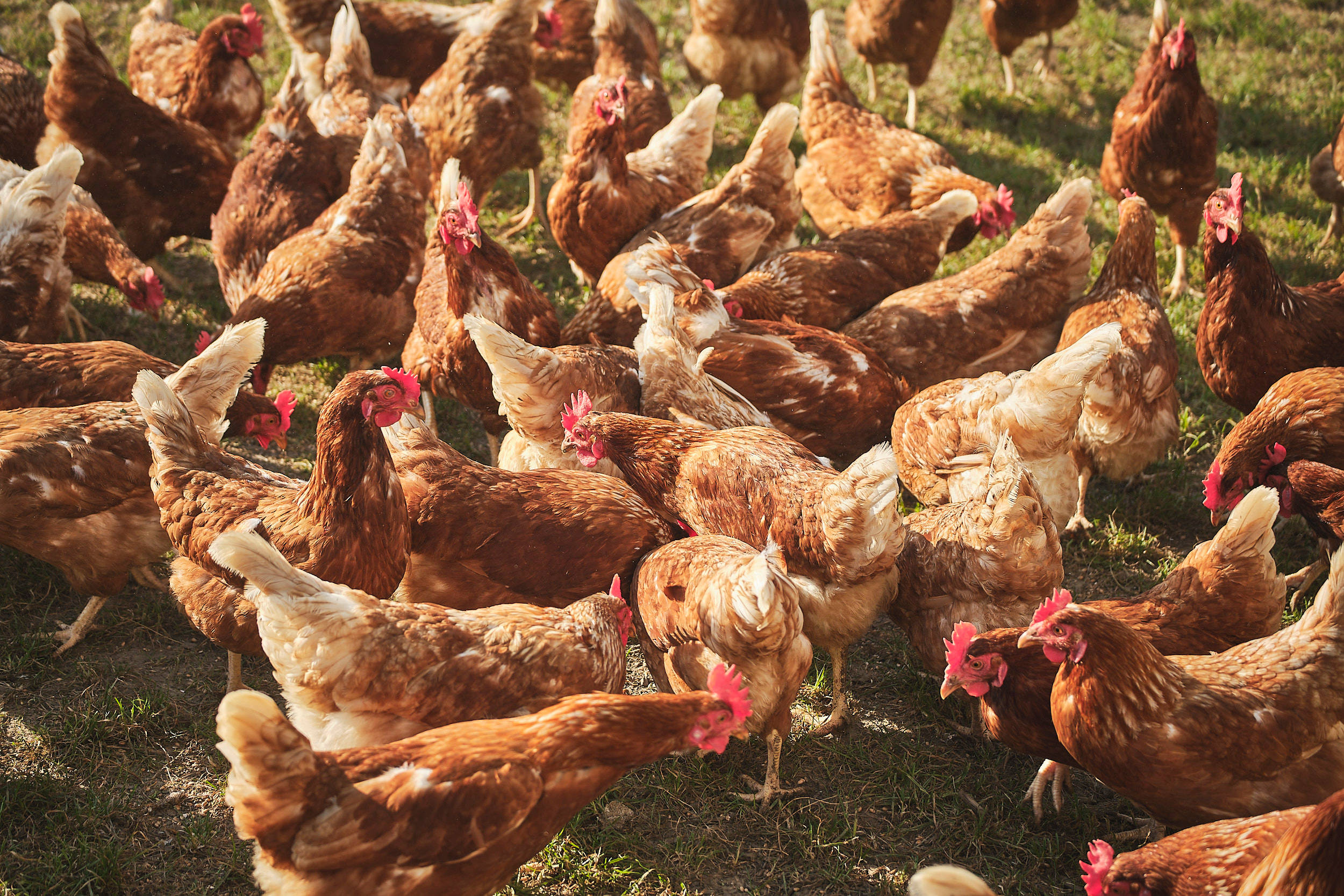 Eine Gruppe Hühner bei der Fütterung