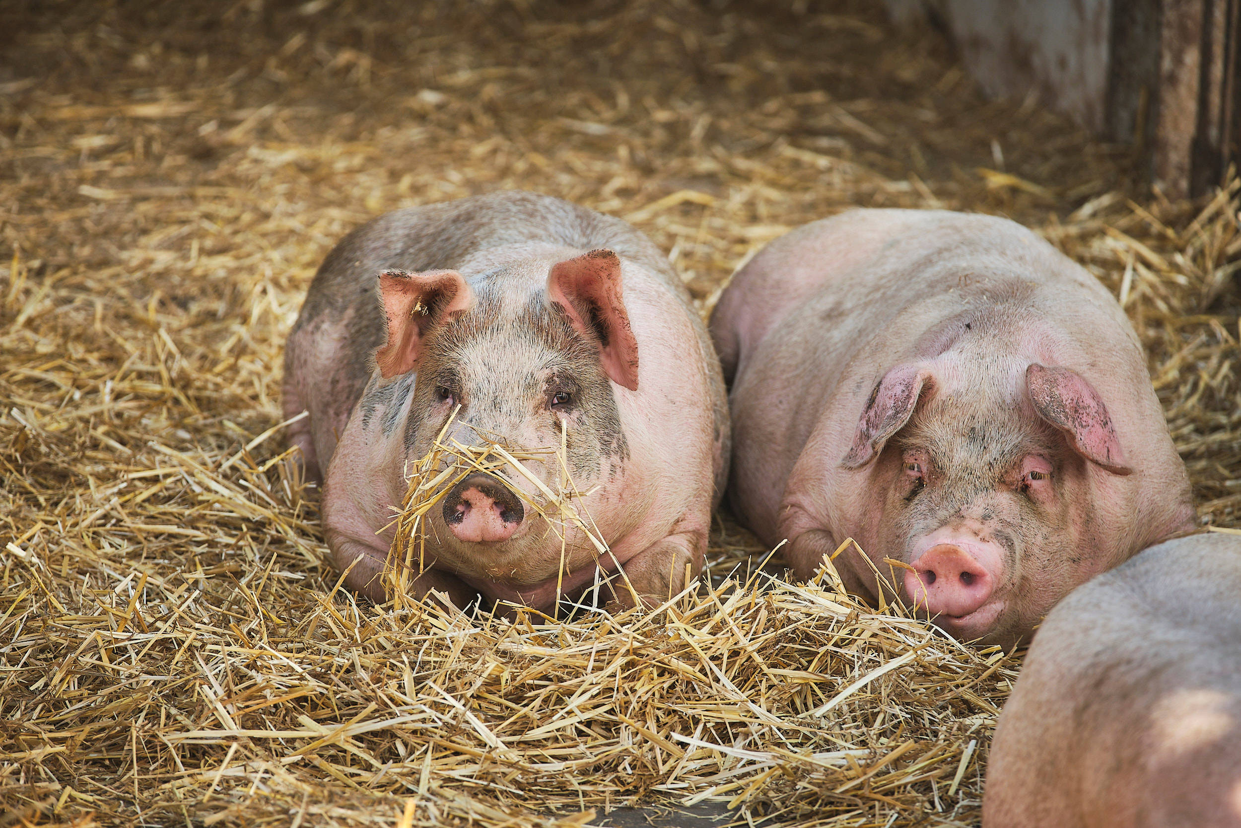Zwei Schweine liegen nebeneinander im Heu.