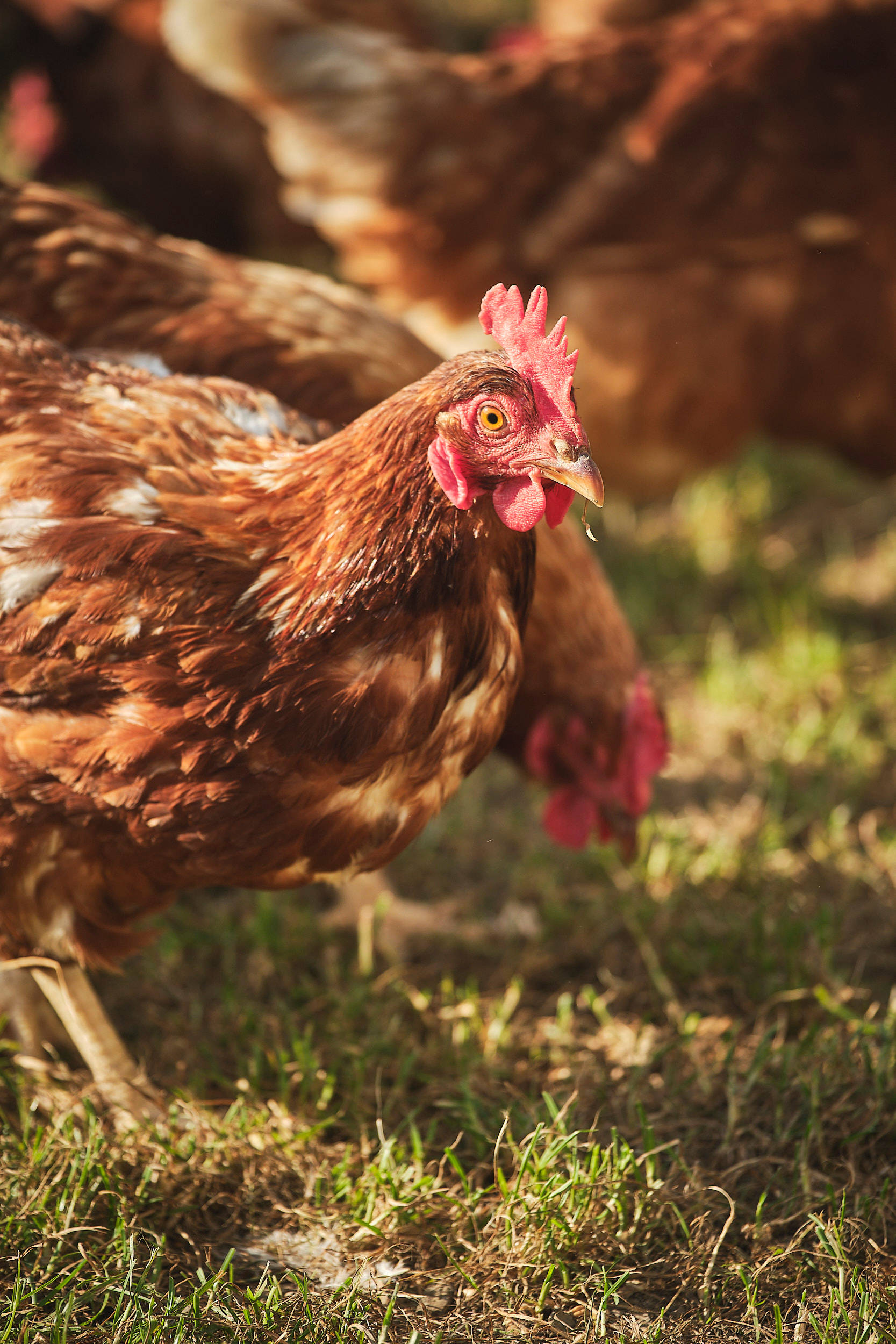 Nahaufnahme eines Huhns.