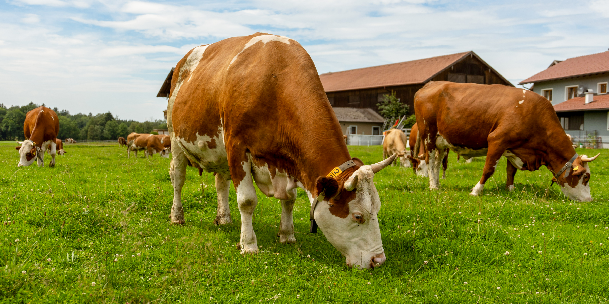 Kühe fressen Gras auf der Weide.