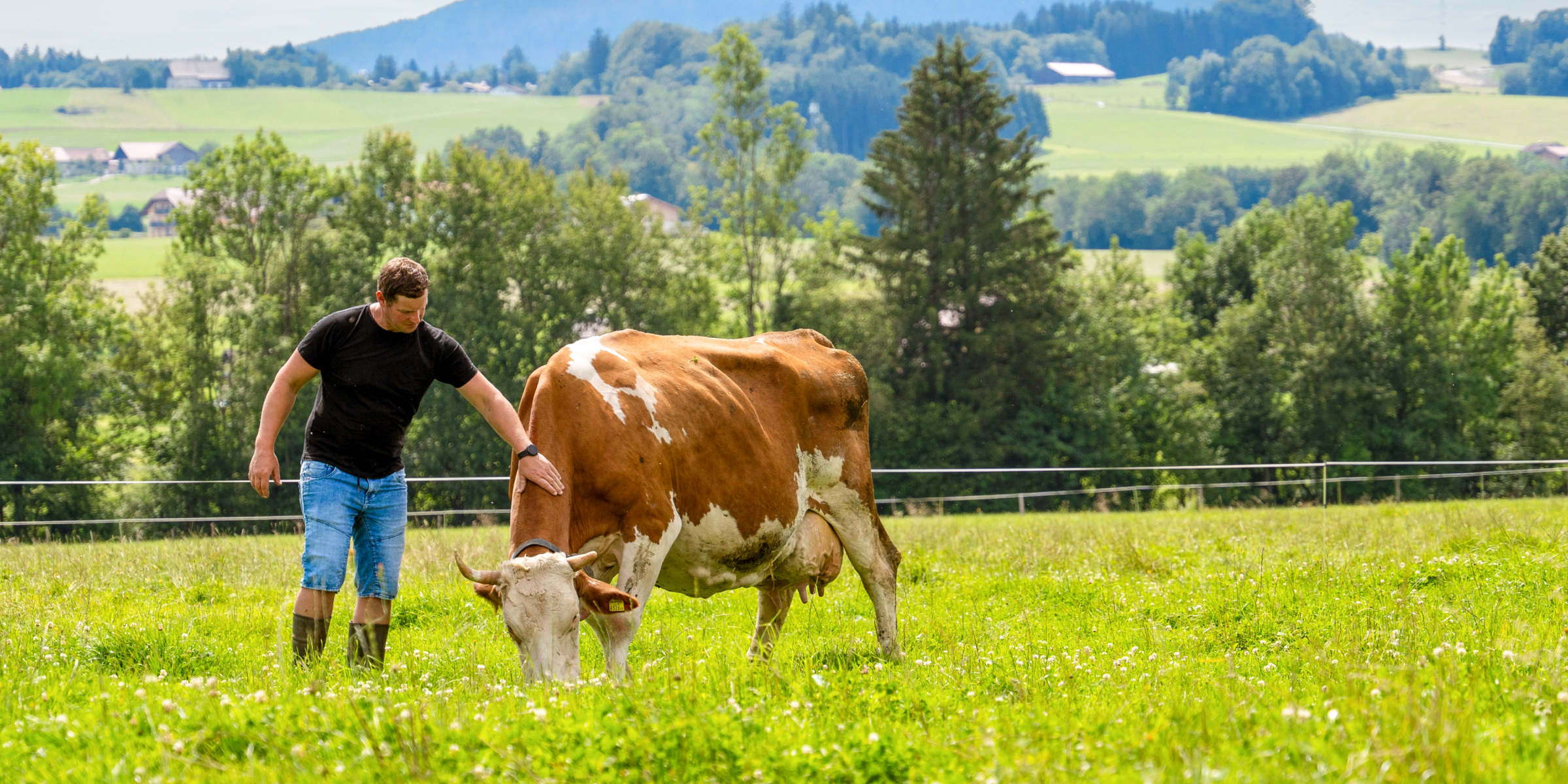 Herr Gimpl streichelt eine Kuh auf der Weide