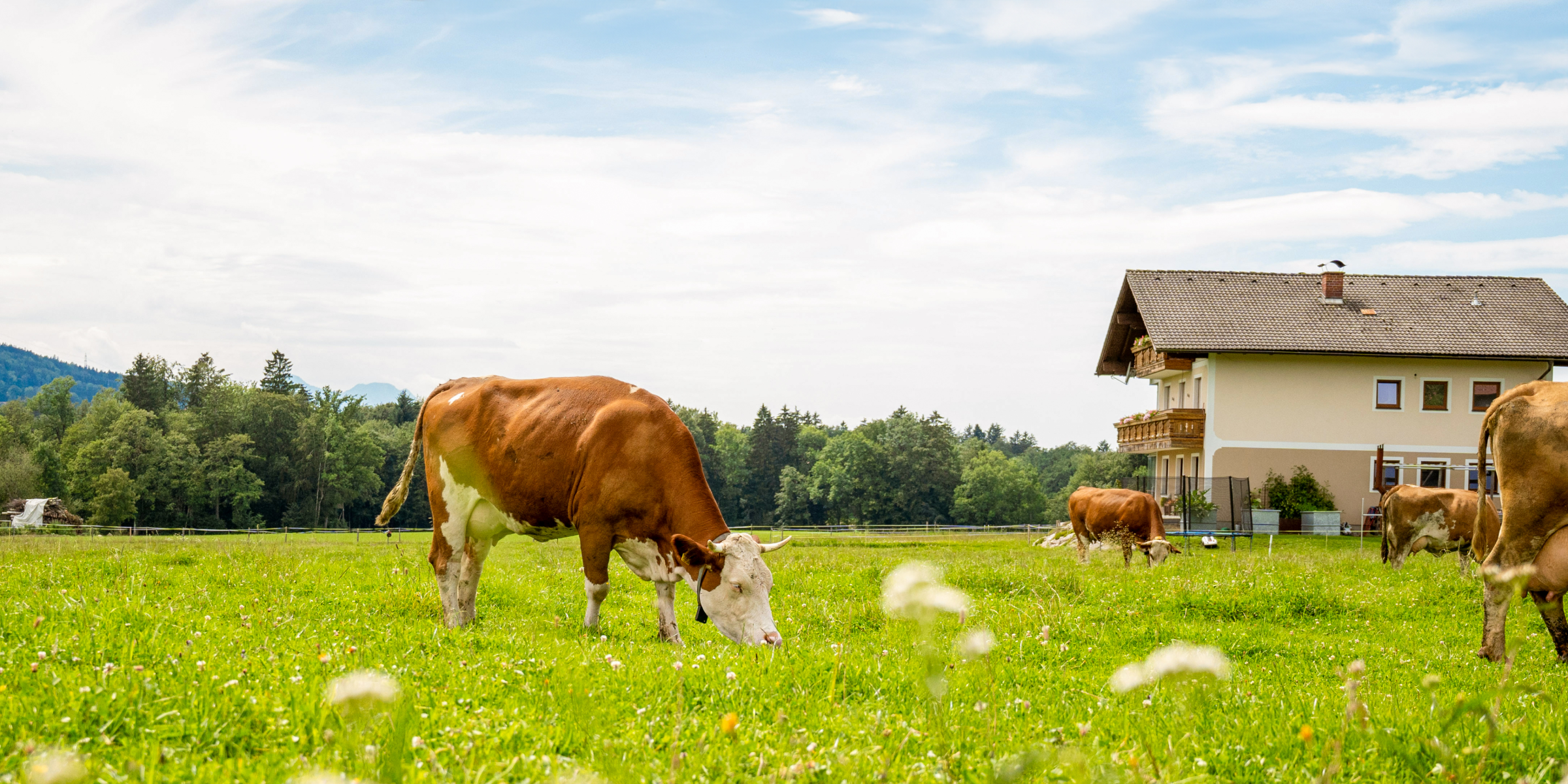 Kühe fressen Gras auf der Weide.
