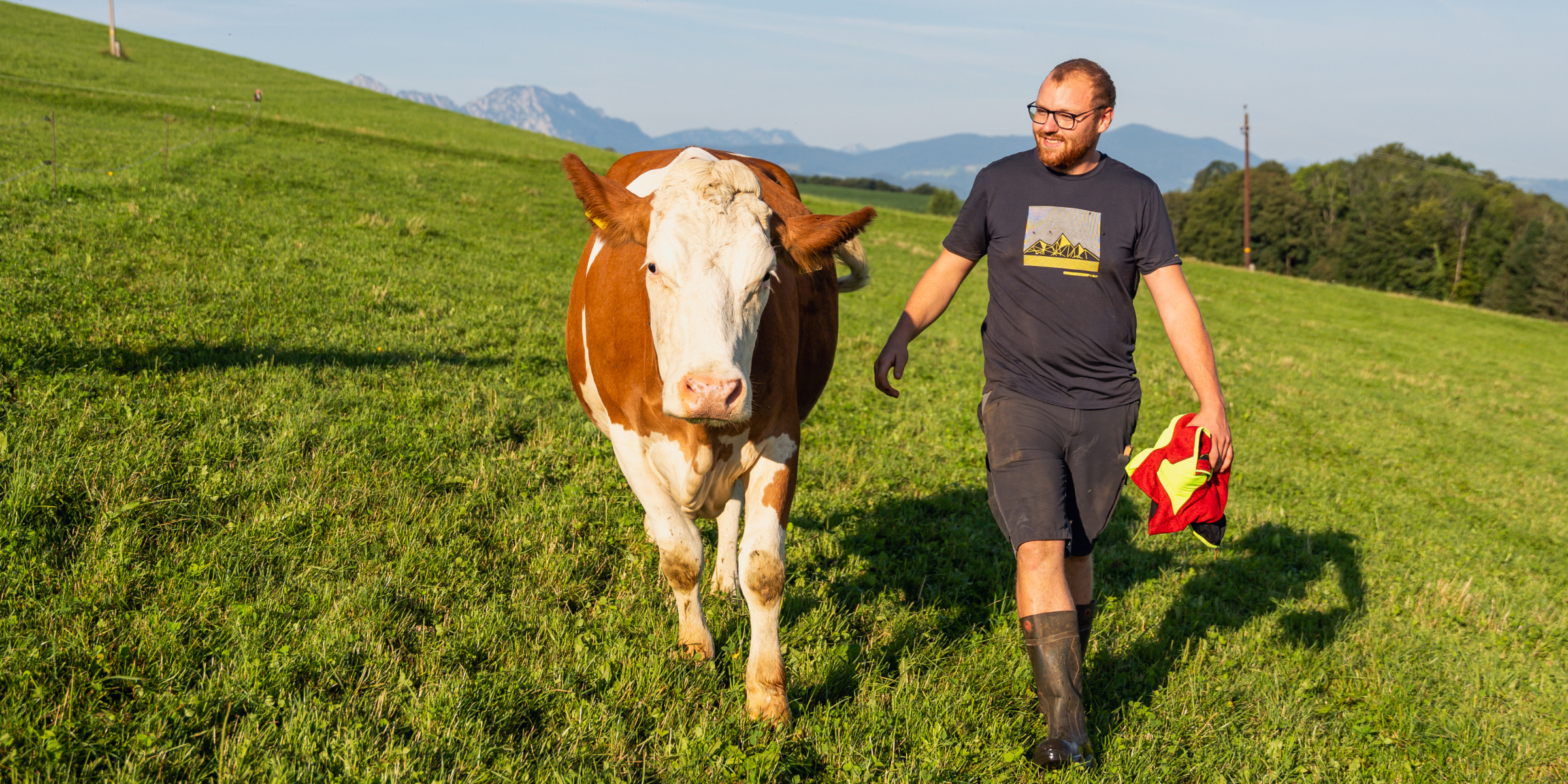 Herr Gruber läuft neben einer Kuh auf der Weide.