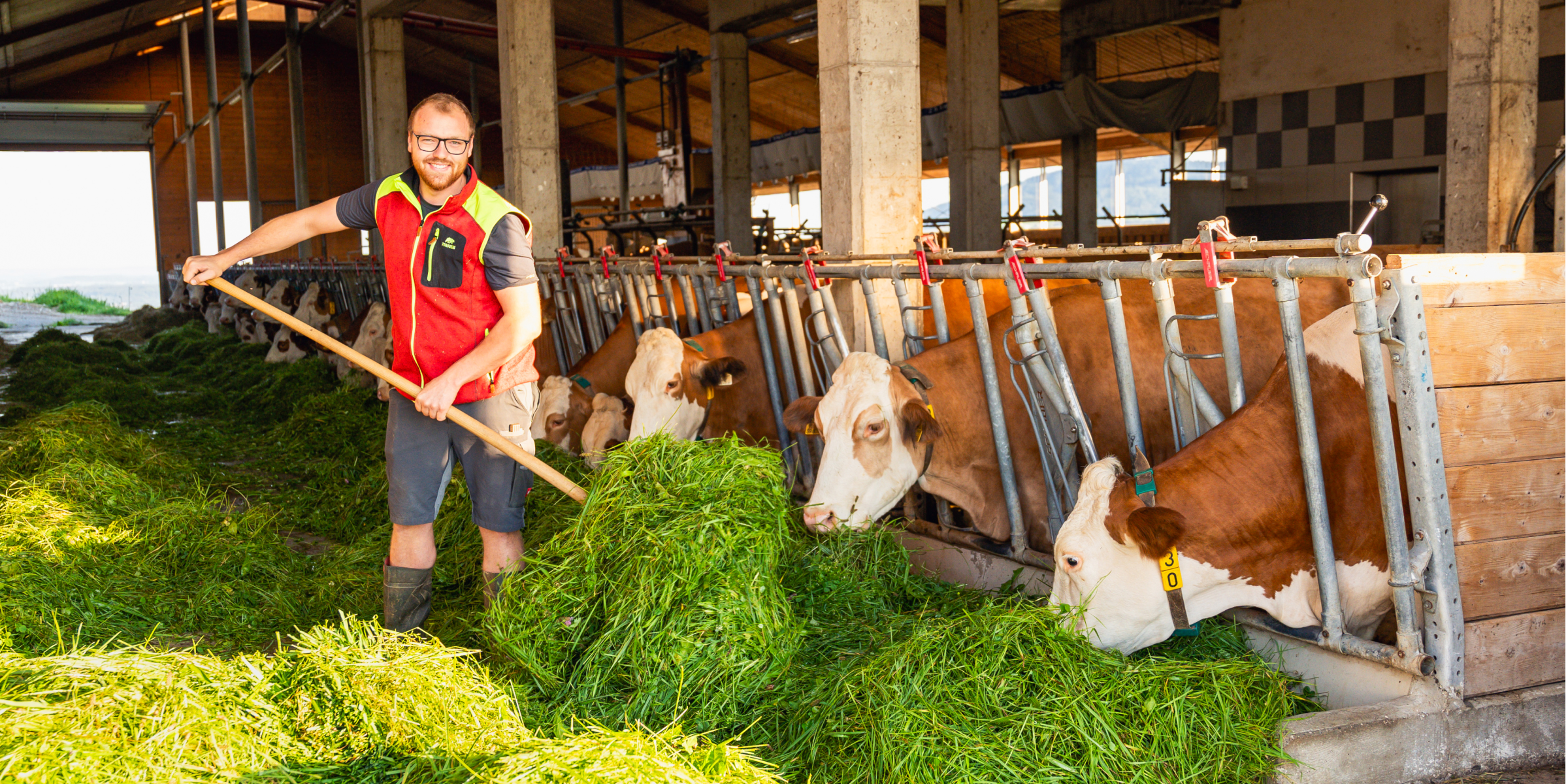 Herr Gruber mistet im Kuhstall.
