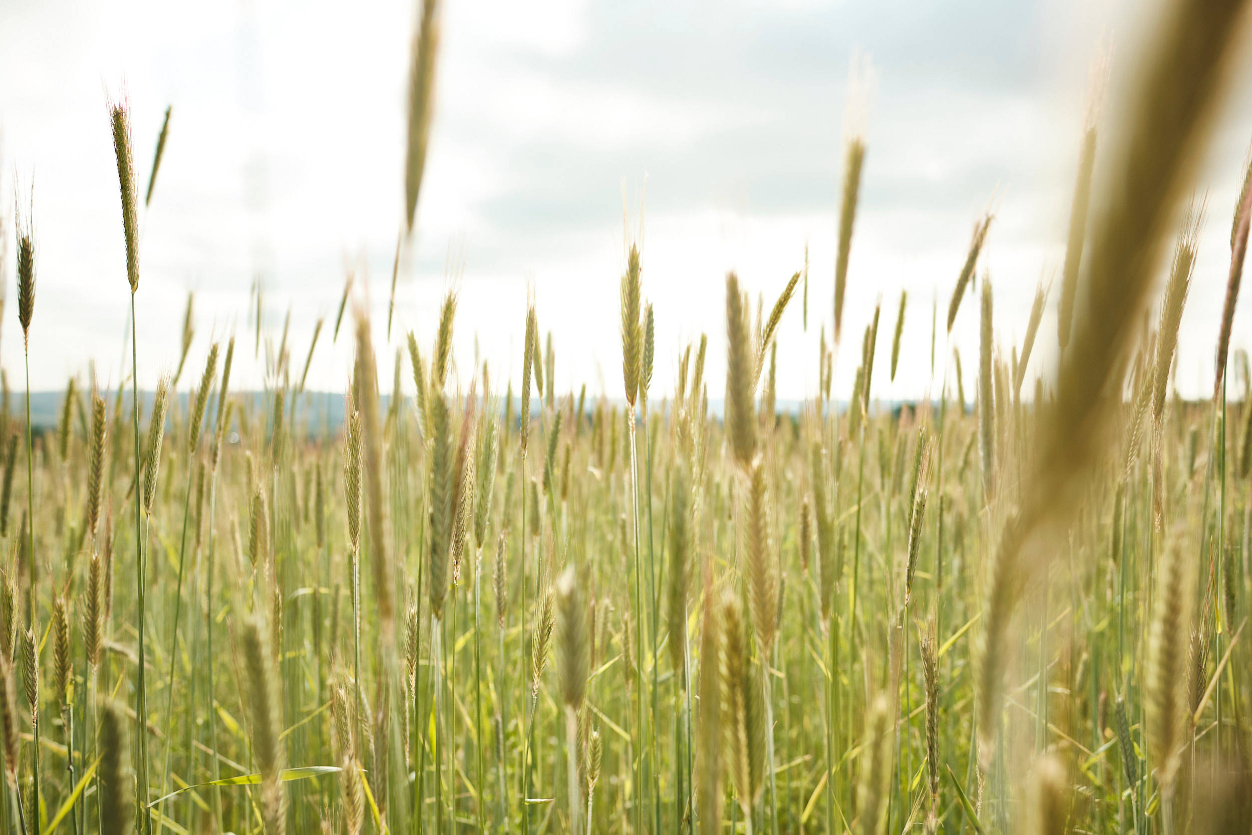 Nahaufnahme der Getreide-Ähren auf einem Feld.