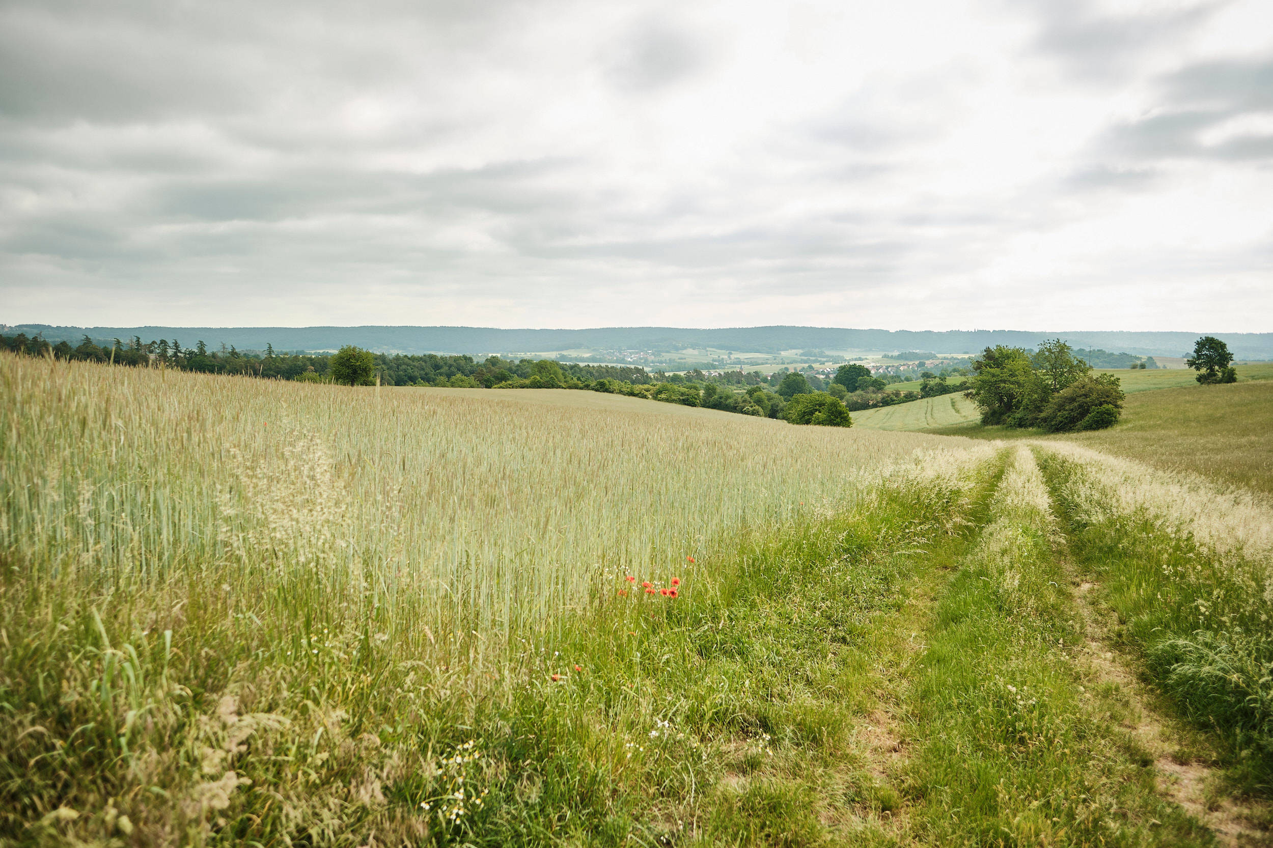 Getreidefeld der Familie Hau in bergiger Landschaft.