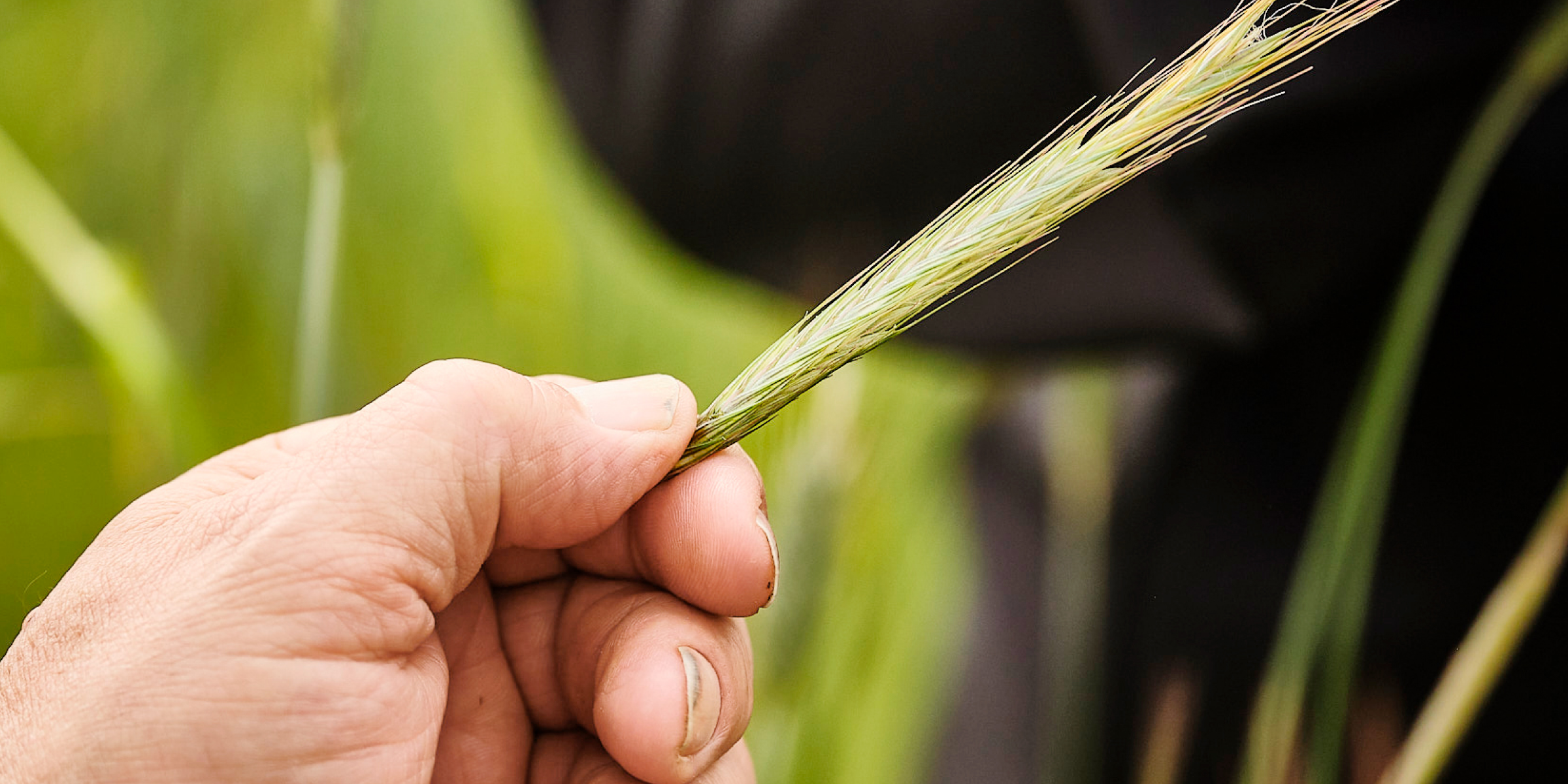 Georg Hau prüft eine Getreide-Ähre.