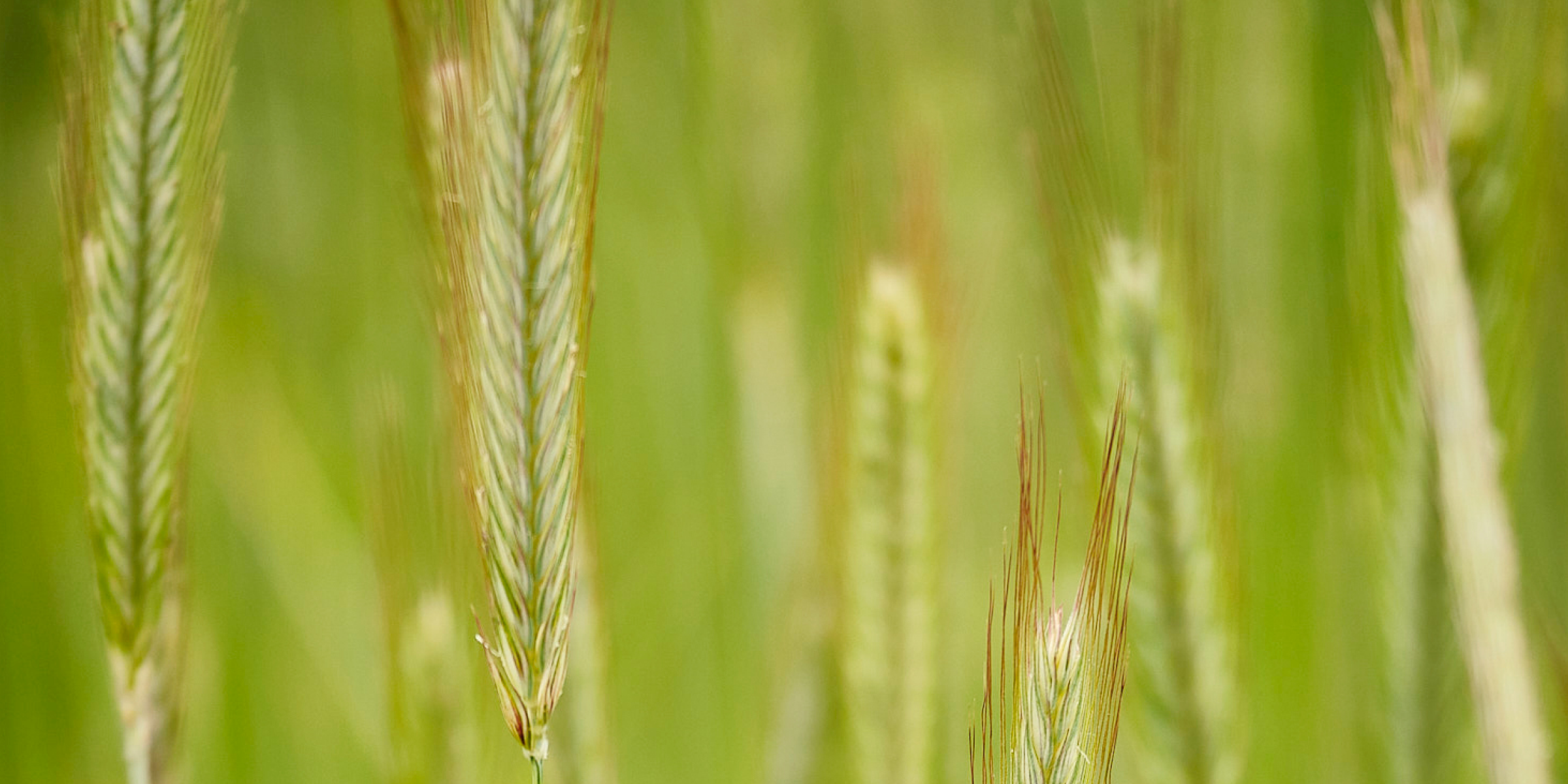 Getreidehalme auf dem Feld.