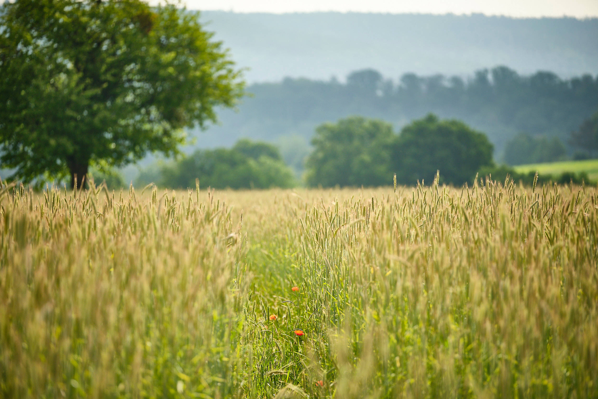 Getreidefeld mit Baumkronen im Hintergrund