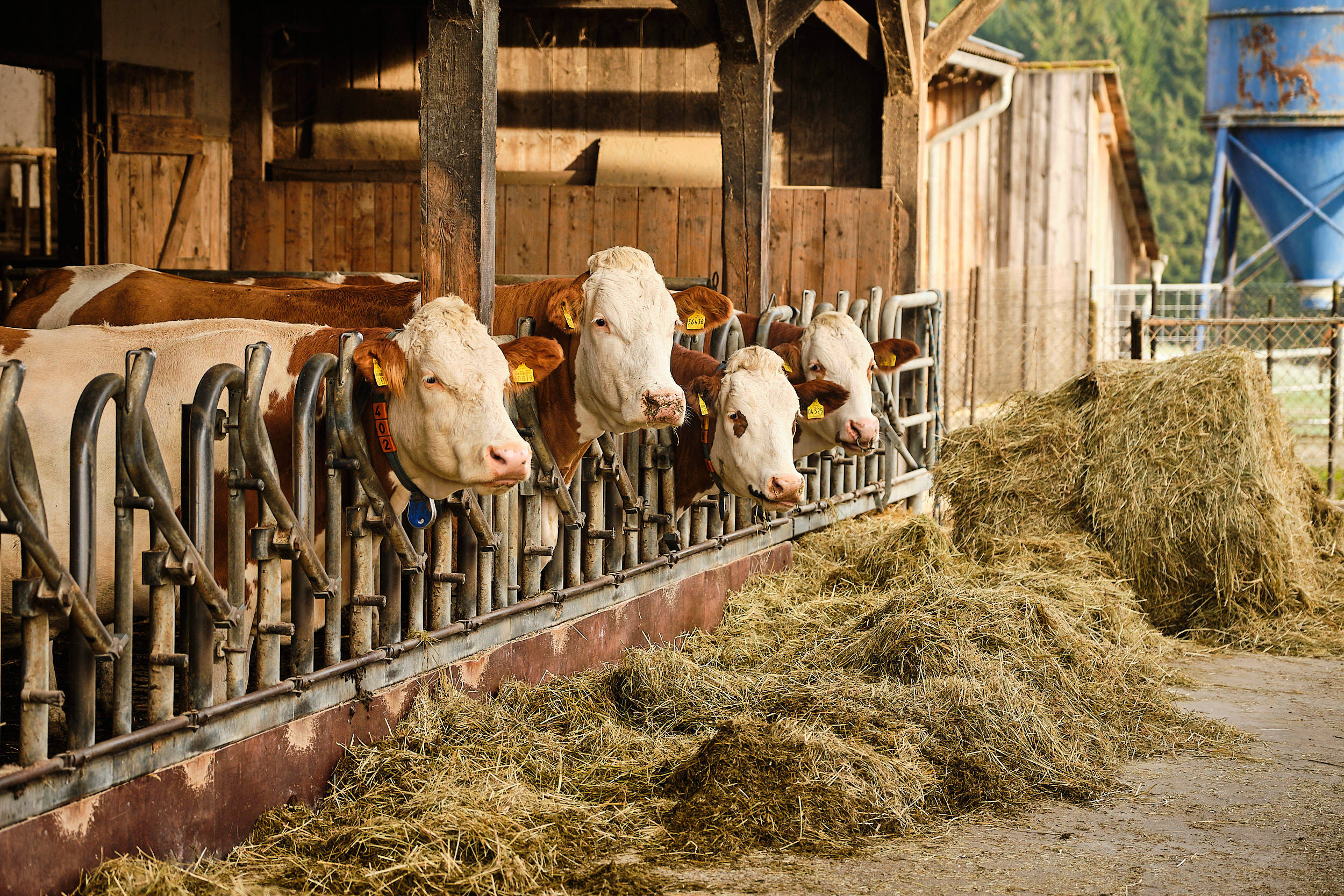 Vier Kühe stehen am Futtertrog.