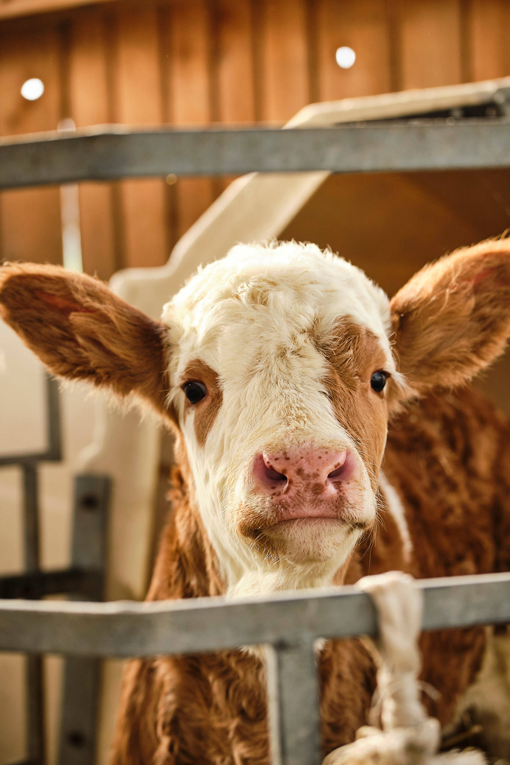 Nahaufnahme eines Kalbs.