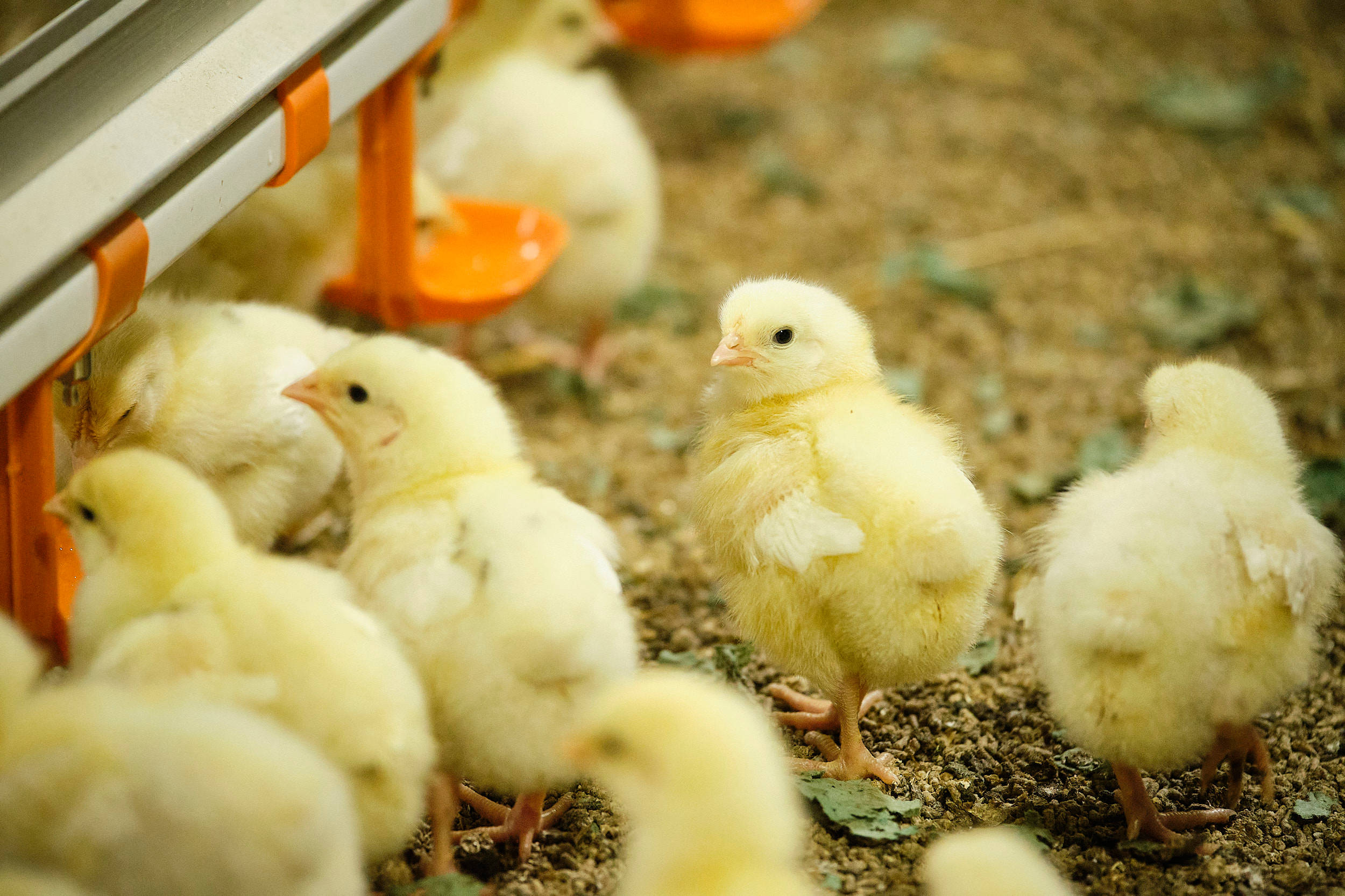 Küken gehen zum Futtertrog.