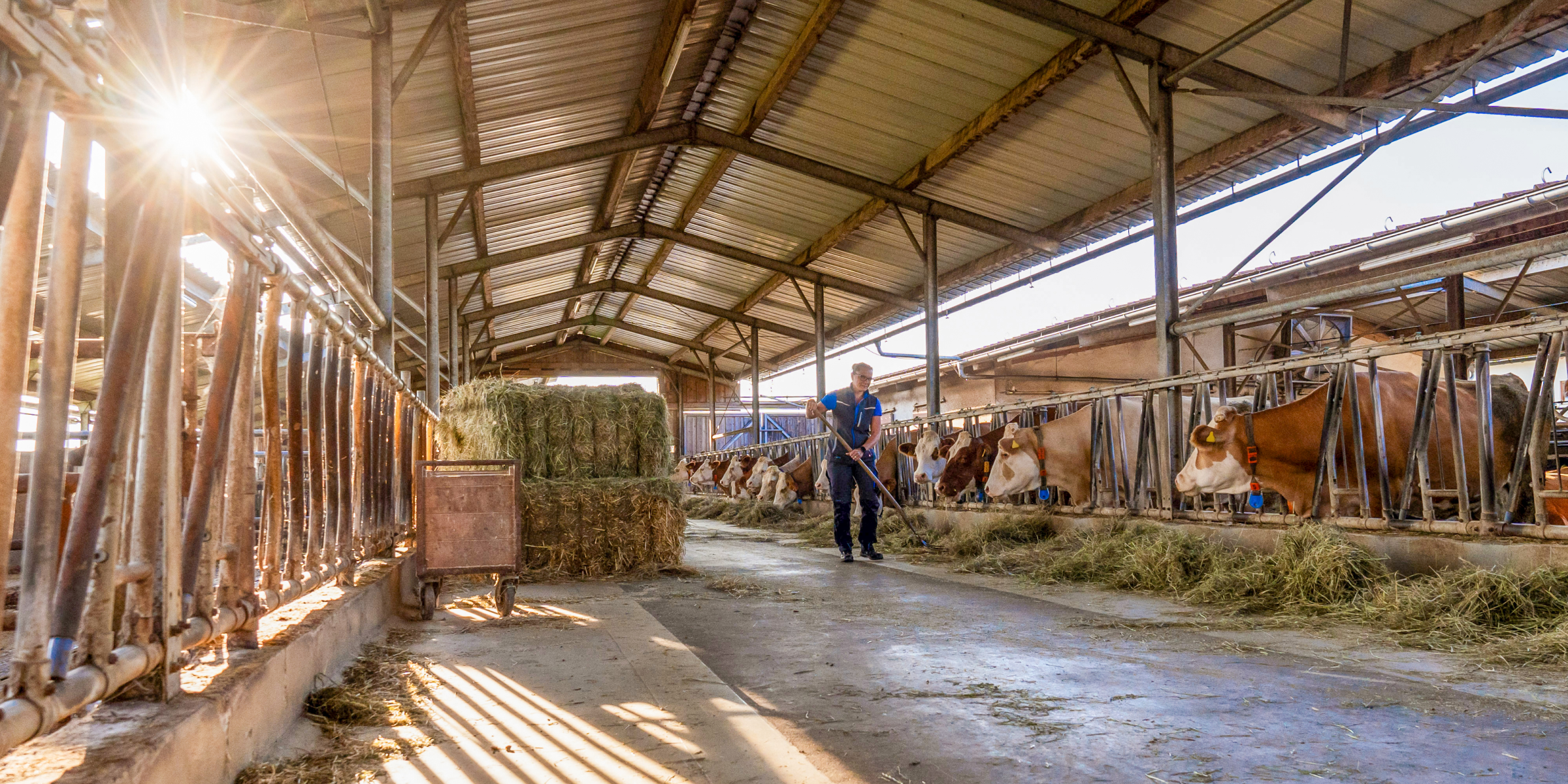 Frau Karch beim misten des Stalls.