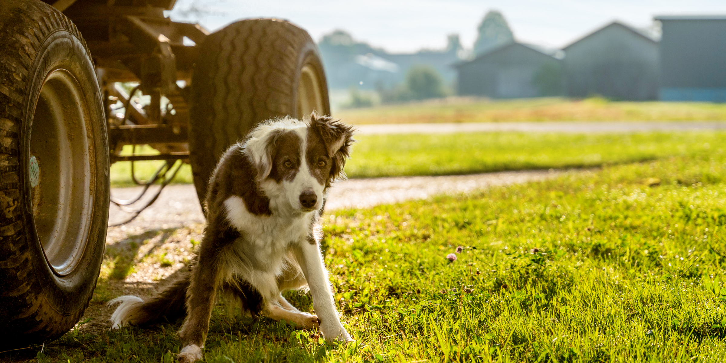 Familien Hund neben dem Traktor.