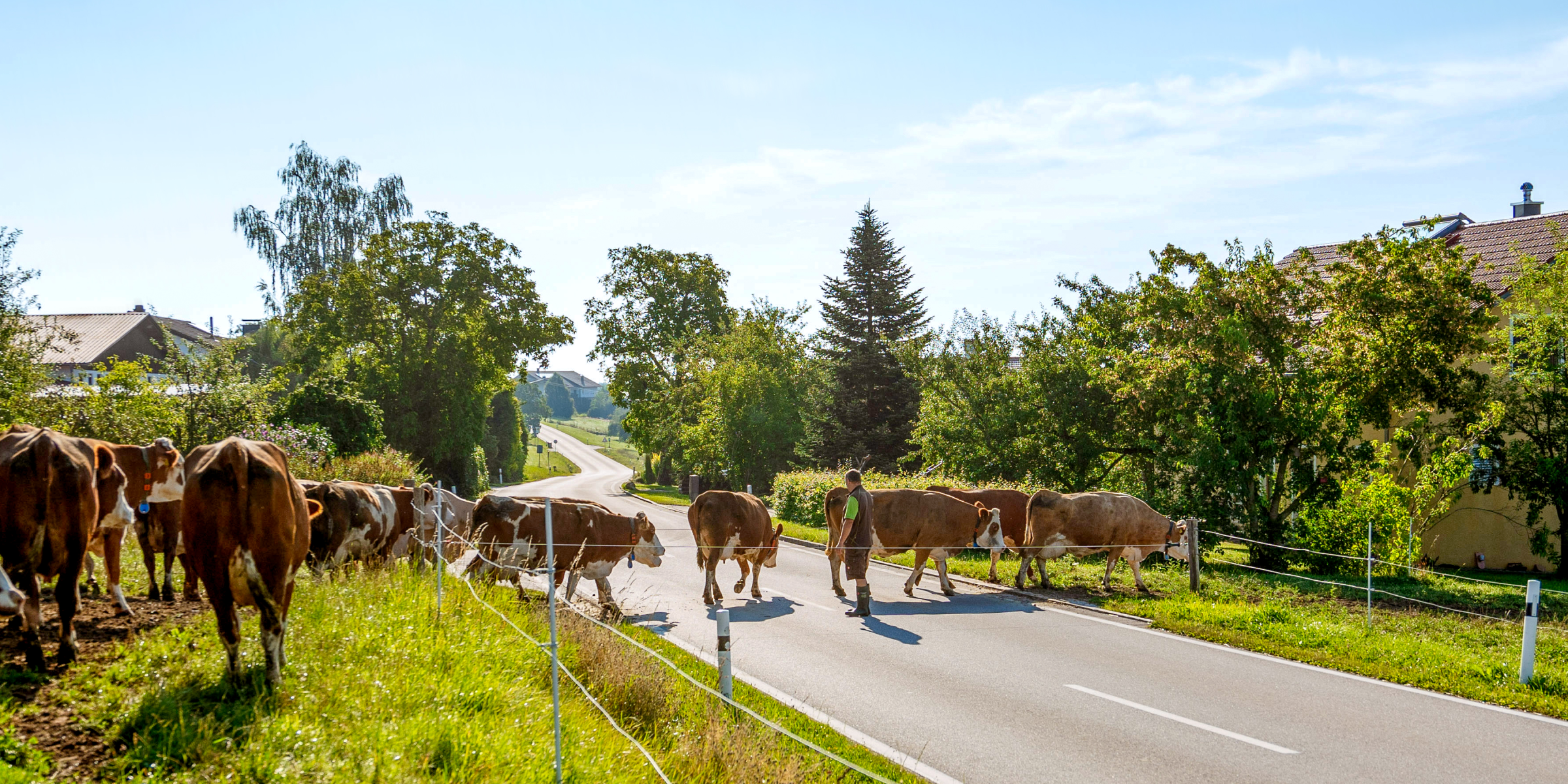 Kuhherde überquert eine Straße.
