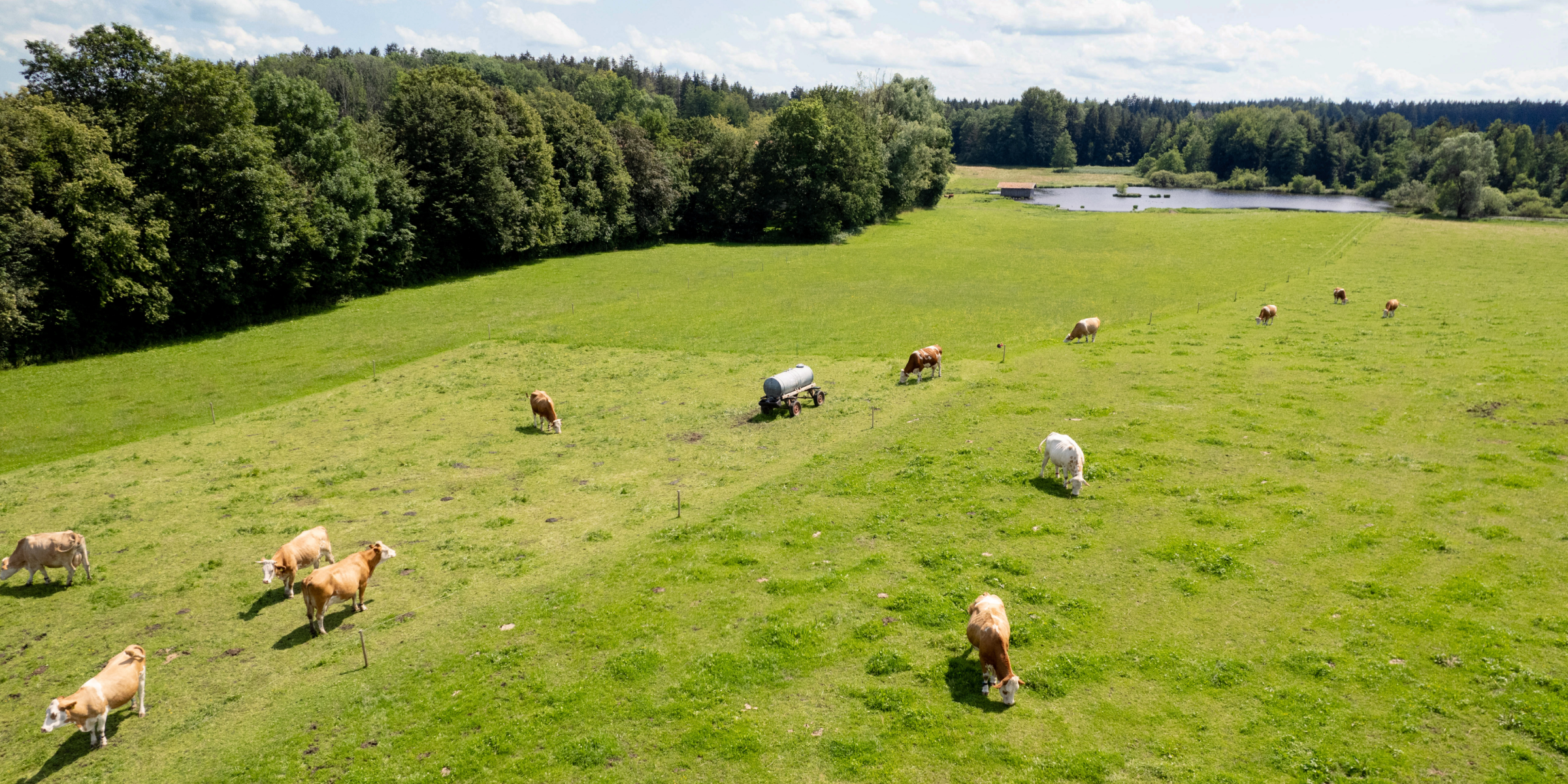 Kühe auf der Weide.