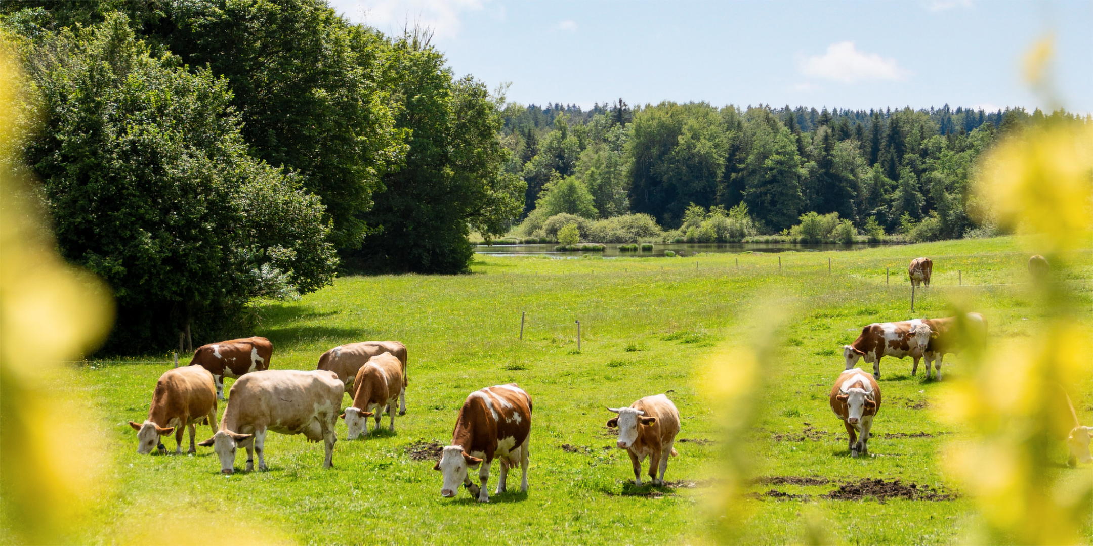 Kühe auf der Weide bei Familie Kreitmair.