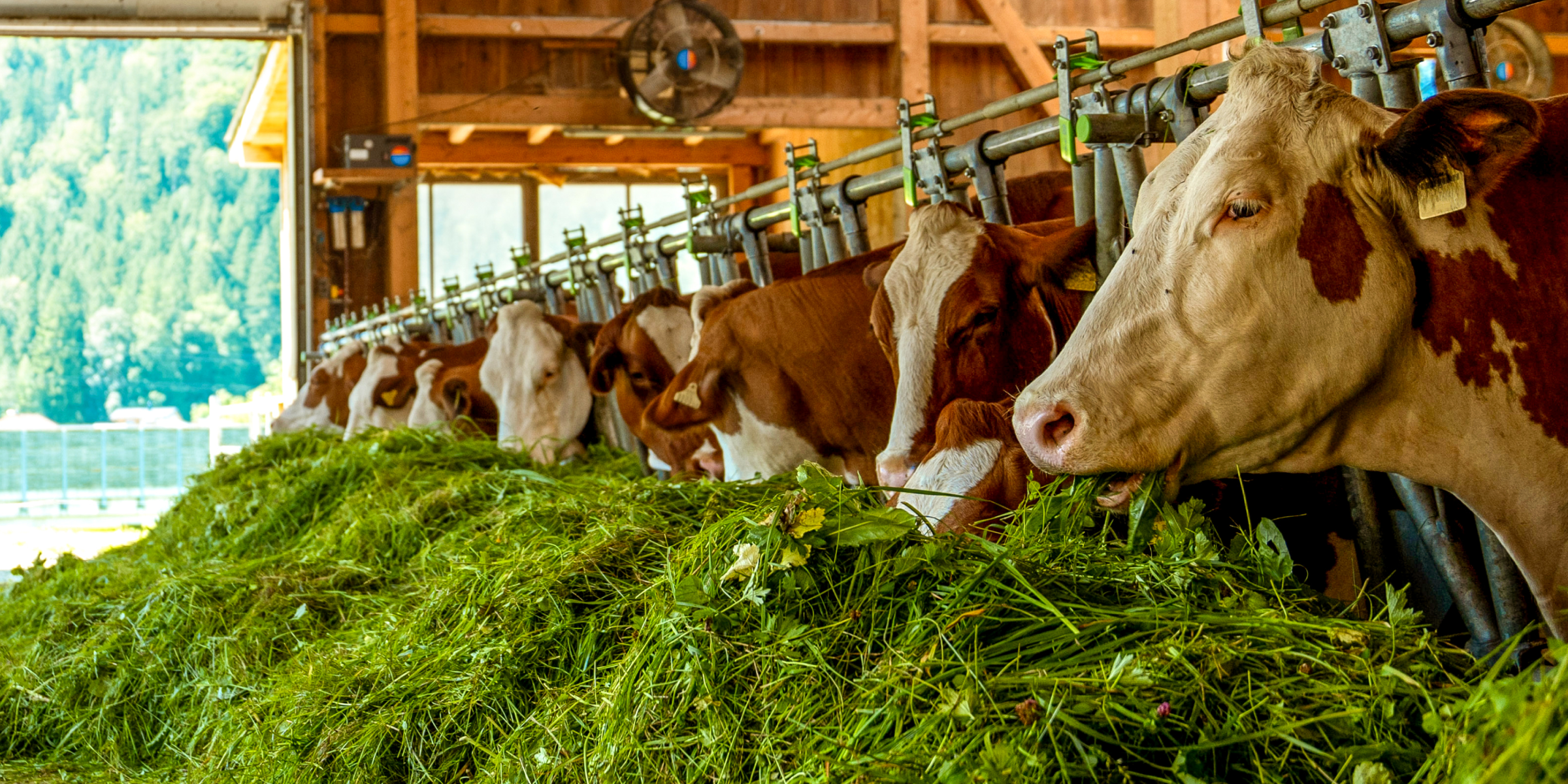 Kühe im Stall fressen grünes Gras aus dem Futtertrog.