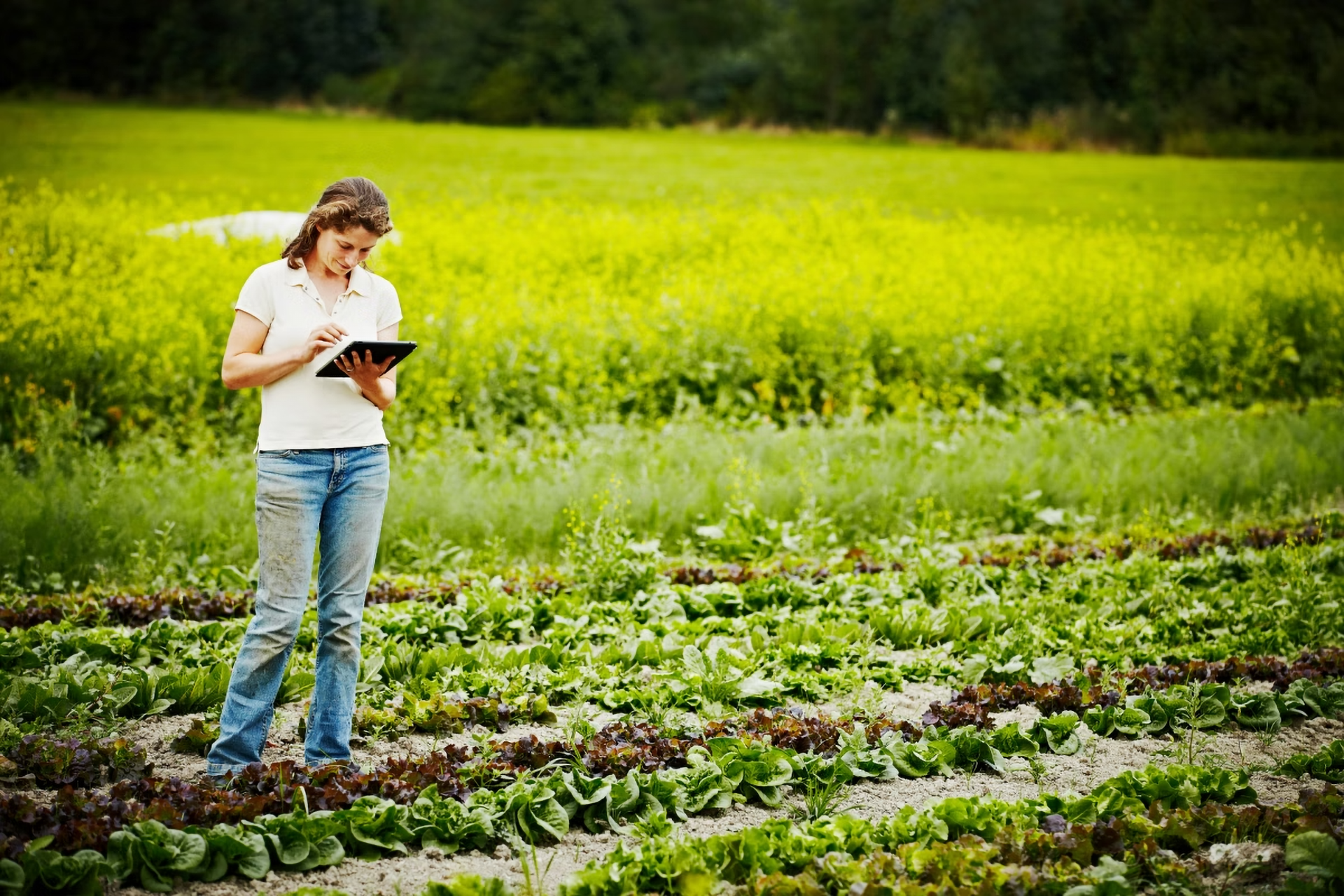 Eine Frau hält ein Tablet auf einem Anbaufeld.