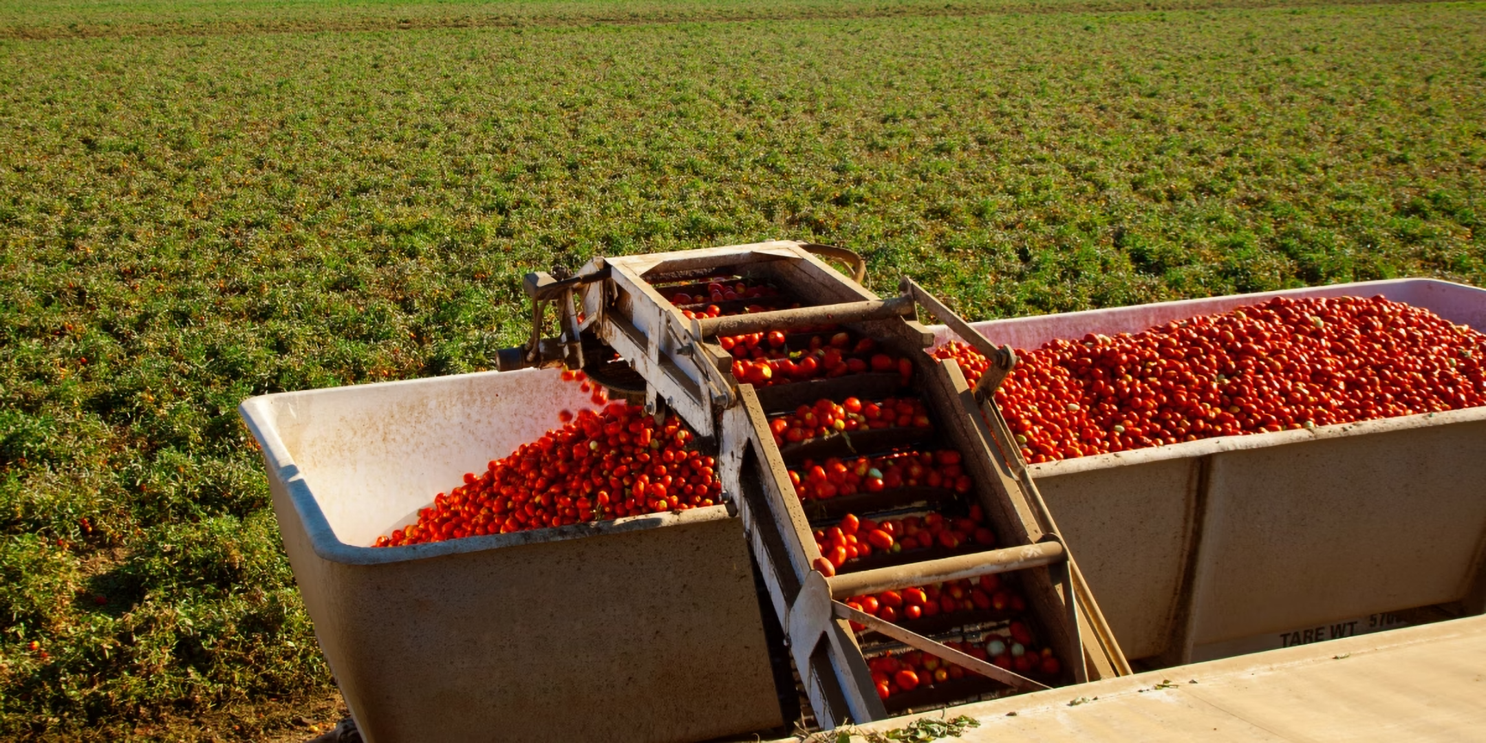 Eine automatisierter Tomatenernte-Traktor fährt durch ein Tomatenfeld.