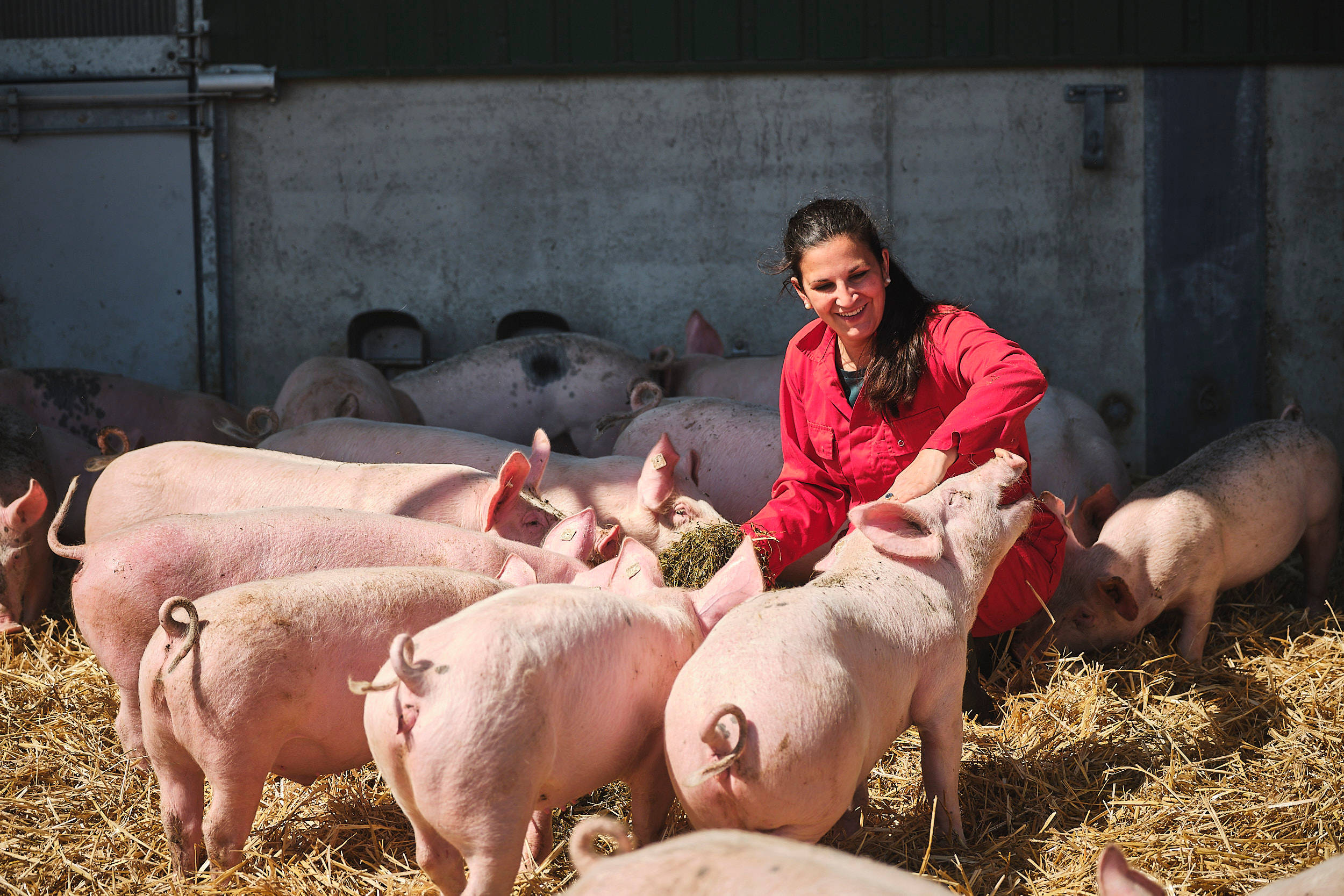 Frau Maack füttert die Schweine mit Heu.