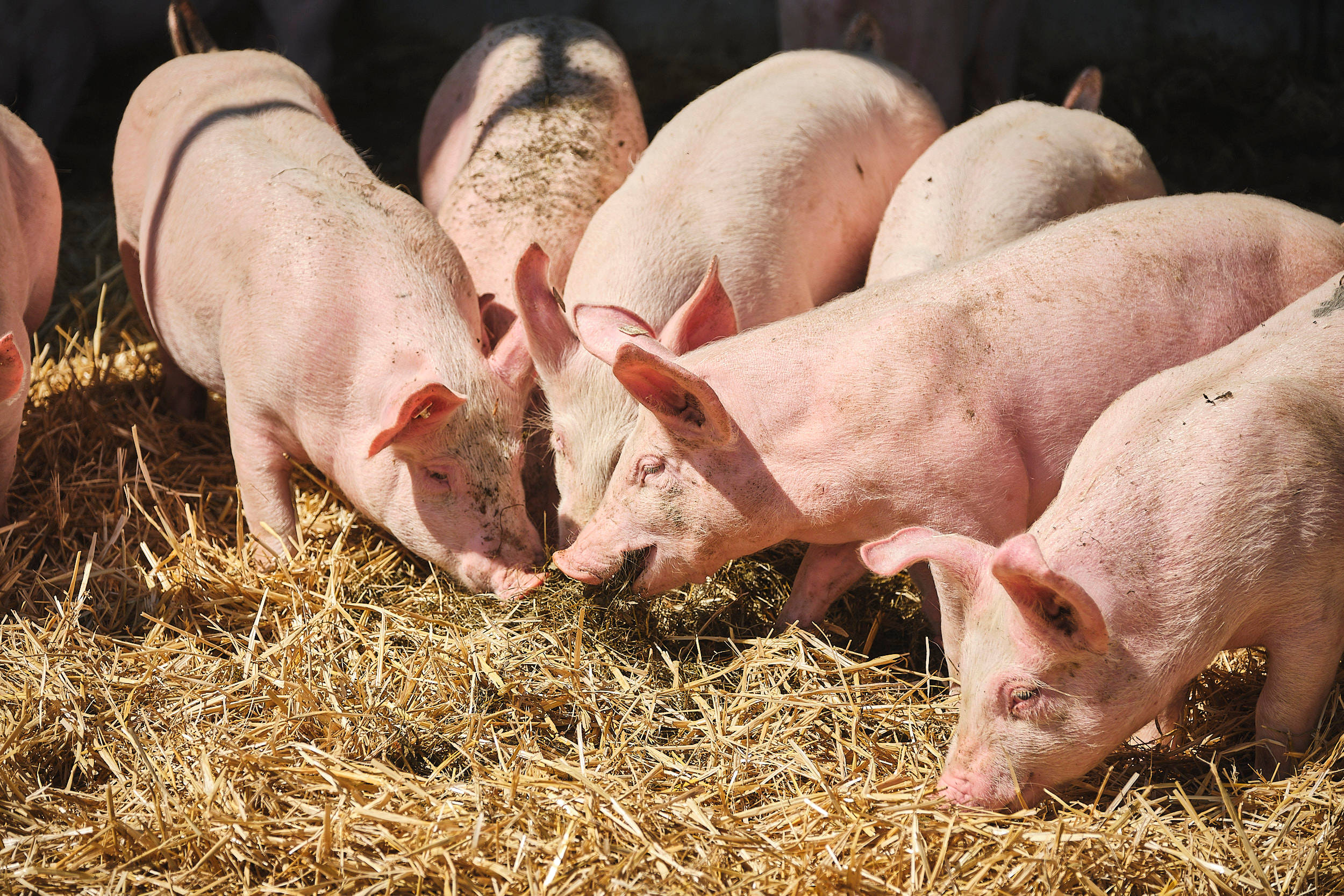 Eine Gruppe Schweine frisst Heu.