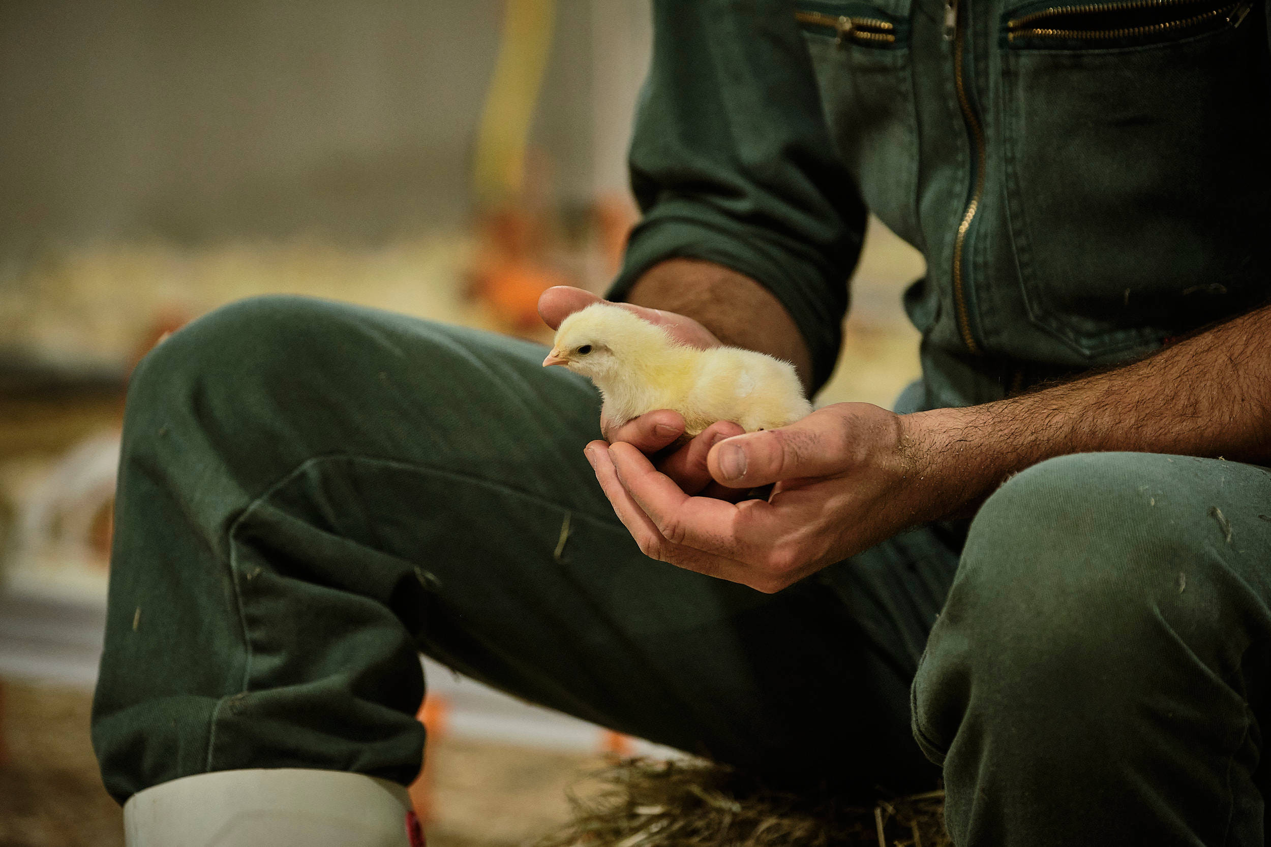 Stefan Meier hält ein Küken in seinen Händen.