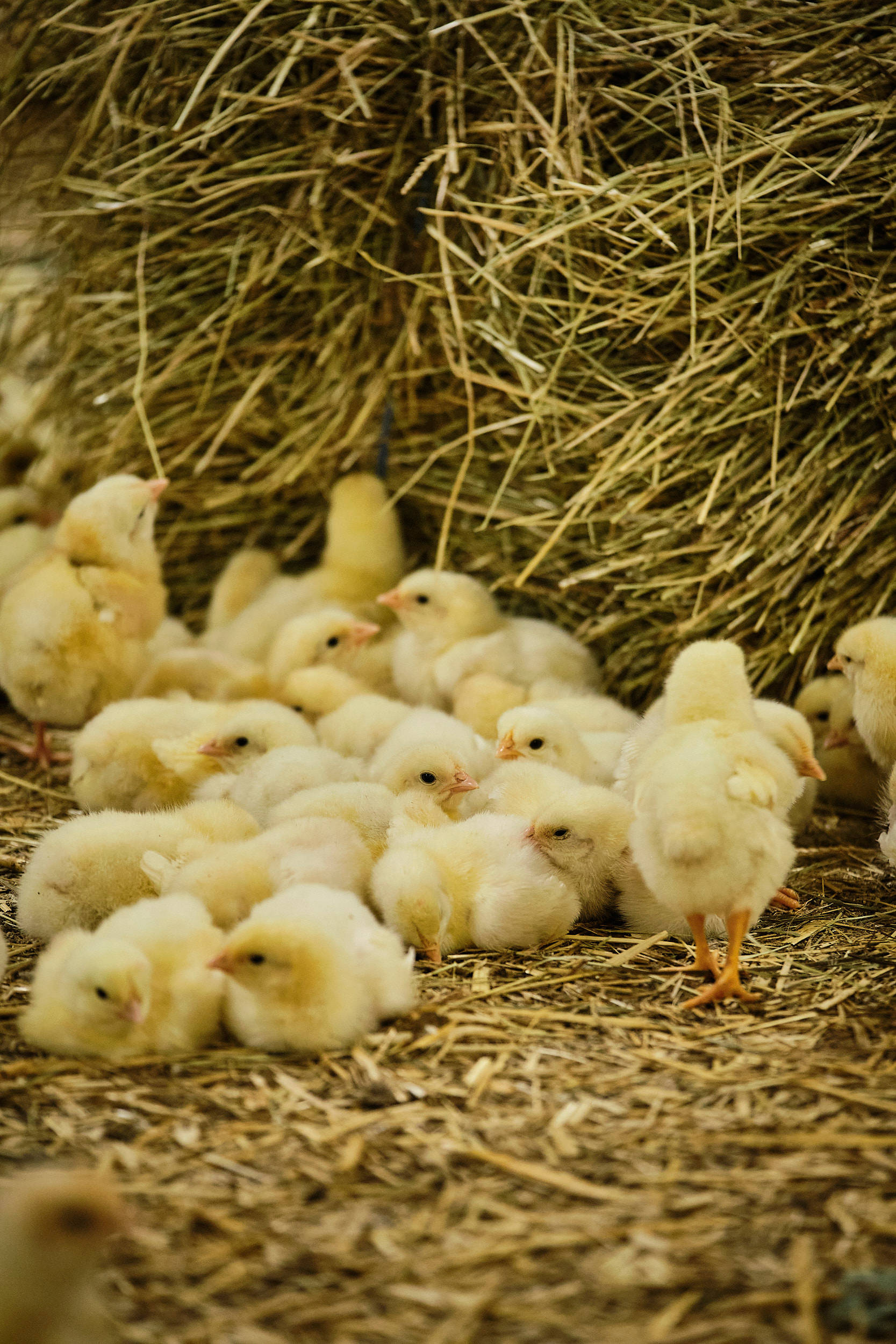Gelbe Küken im Heu auf dem Naturland-Hof Ranhör.
