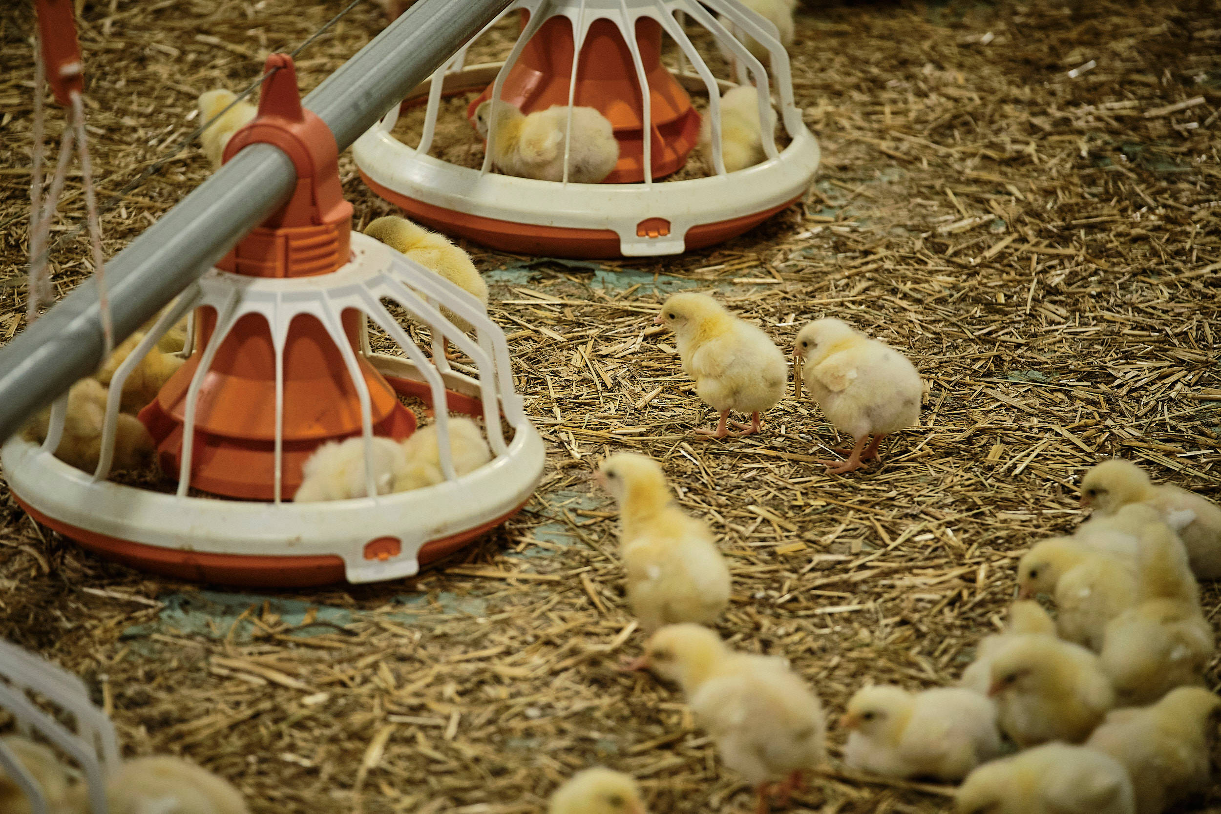 Küken laufen gemeinsam zu den Futternäpfen.