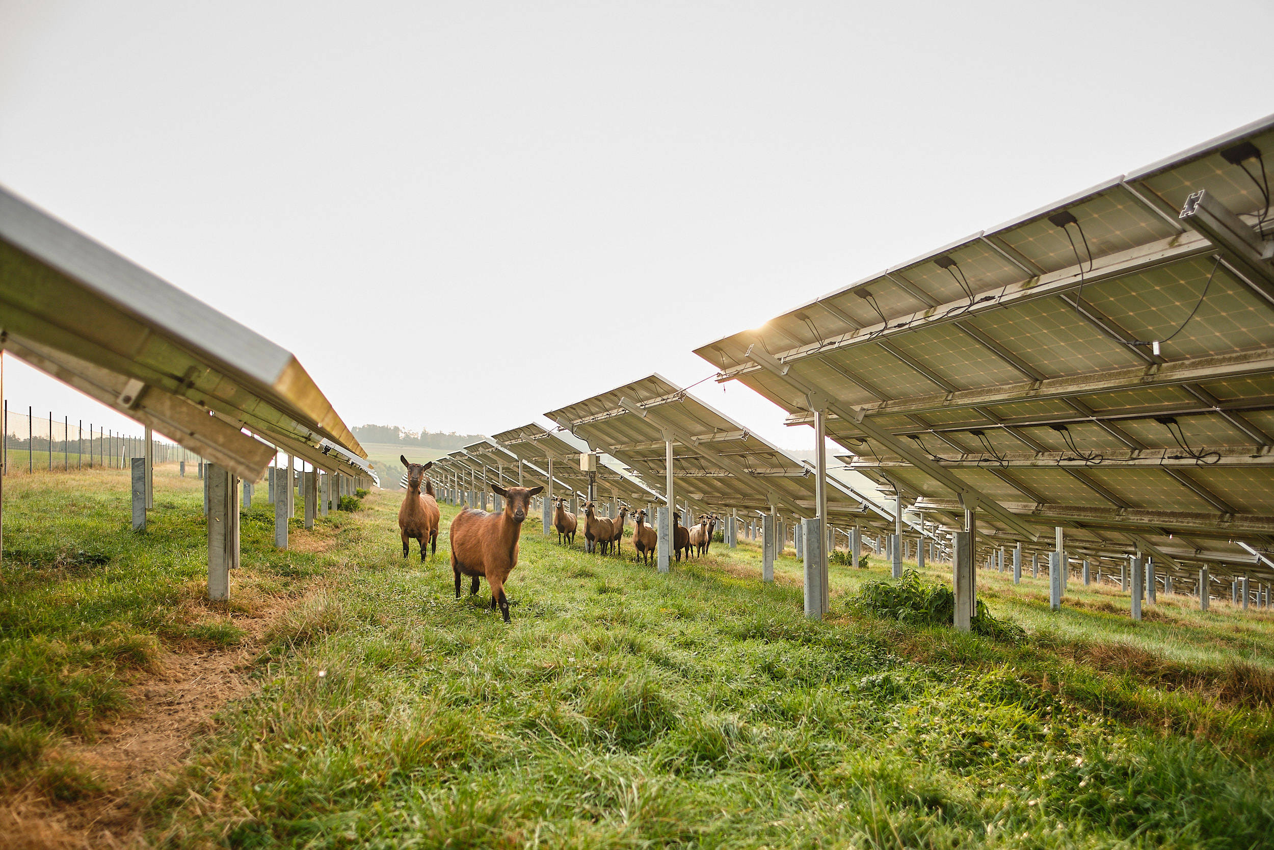 Ziegen stehen unter Solarpanelen.