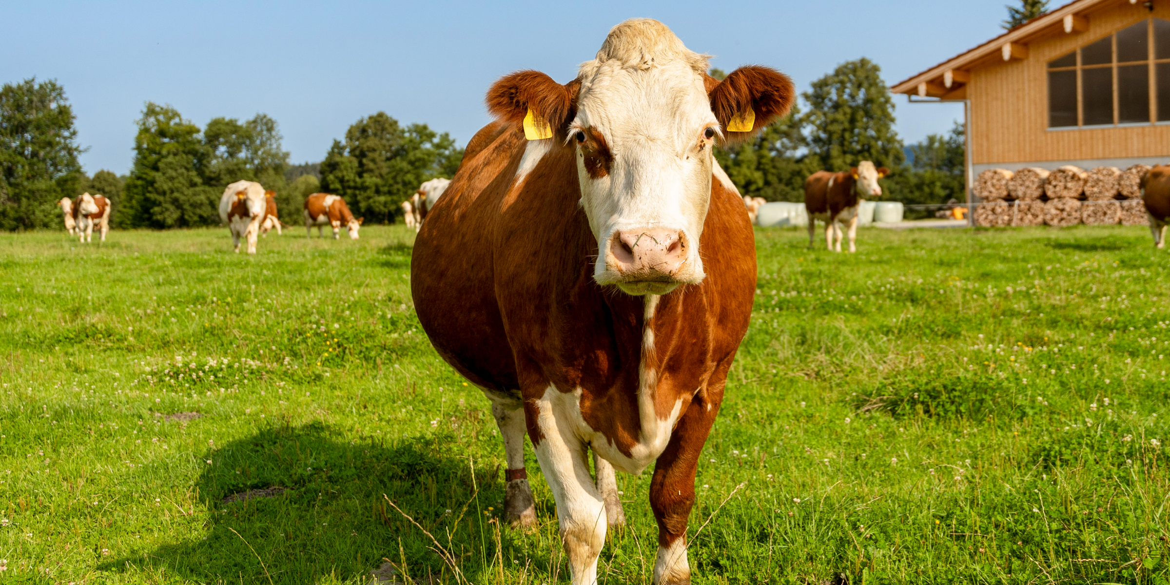 Nahaufnahme einer Kuh auf der Weide nahe dem Biohof.